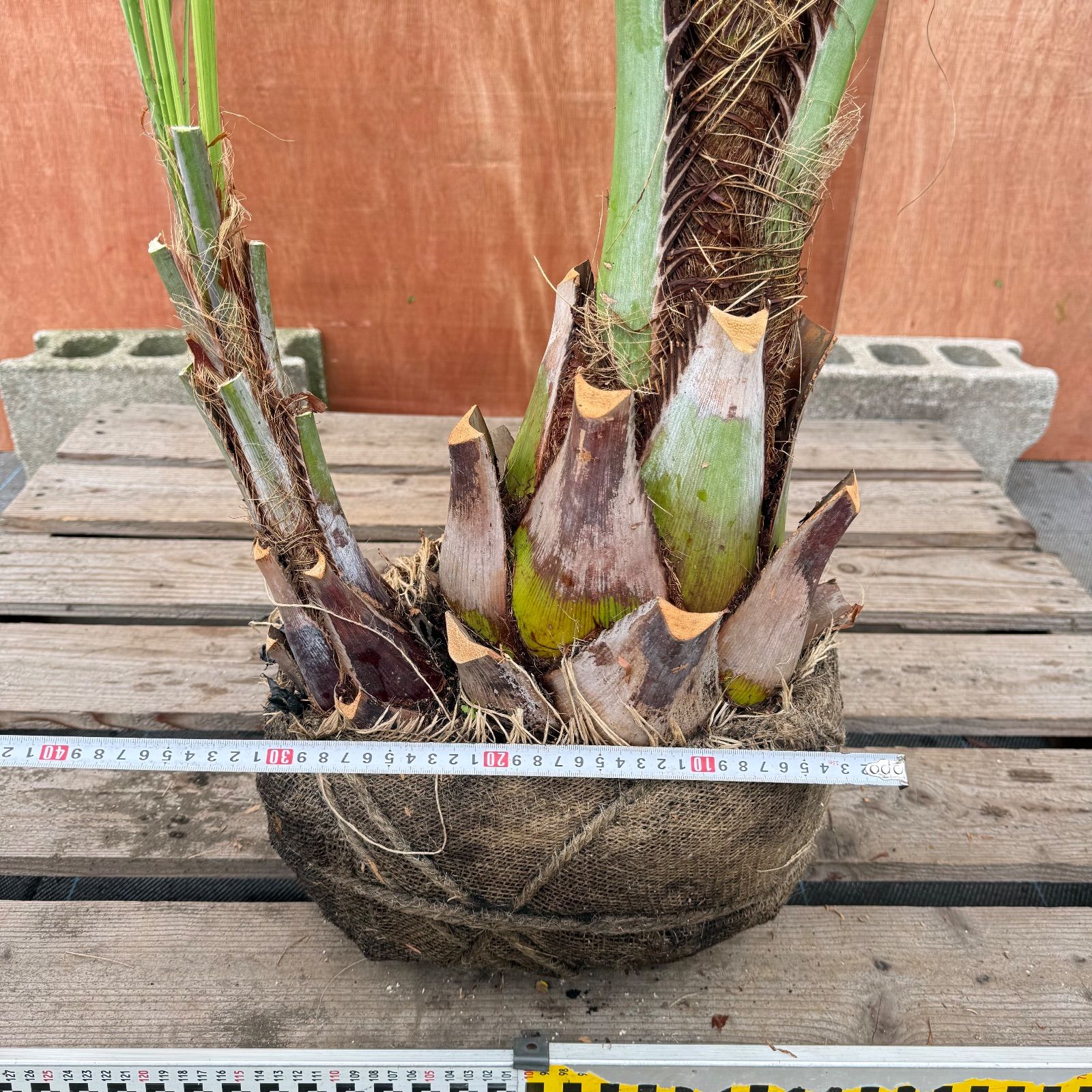 の*り様 ココスヤシシルバーリーフ【双子極太】葉先170cm幹回り70cm 幹