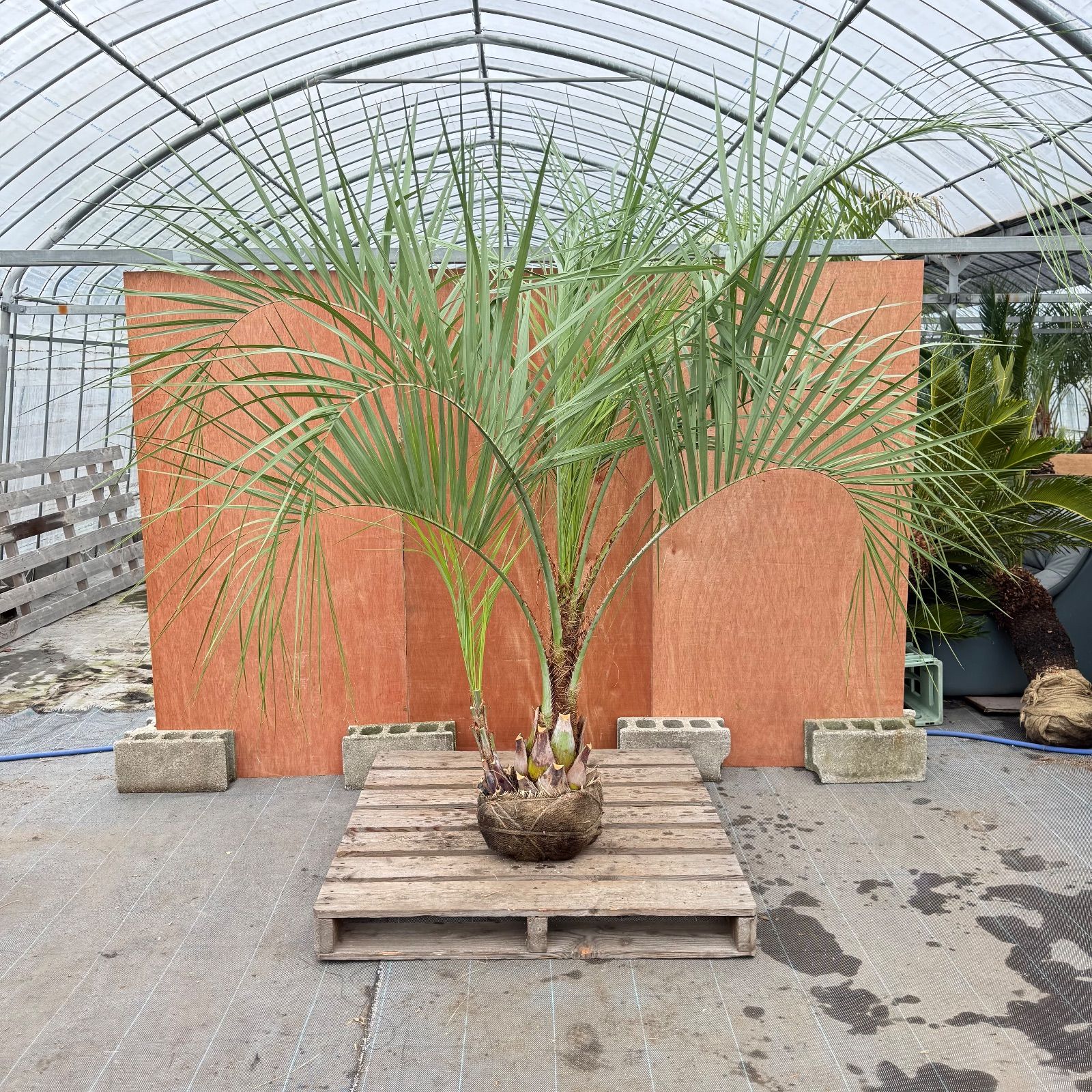 お庭がリゾートに🌴ココスヤシ双子【幹太70cm／葉先200cm】シルバー