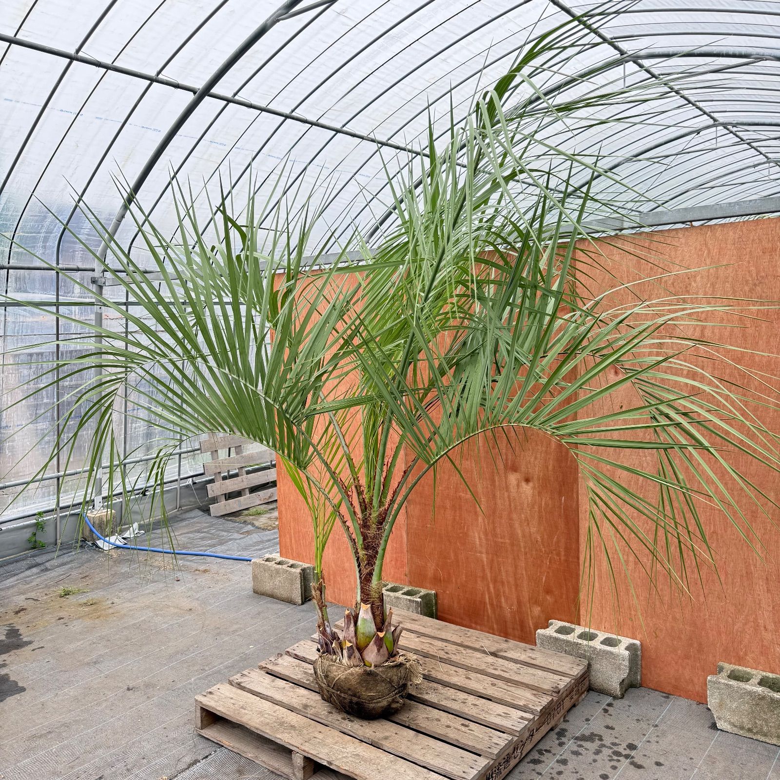 お庭がリゾートに🌴ココスヤシ双子【幹太70cm／葉先200cm】シルバー