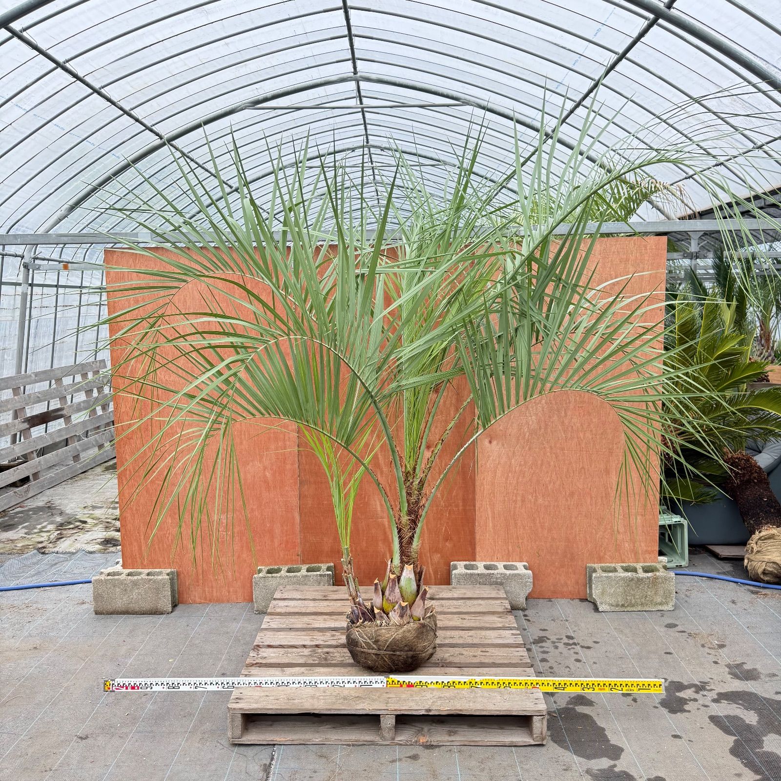 お庭がリゾートに🌴ココスヤシ双子【幹太70cm／葉先200cm】シルバー