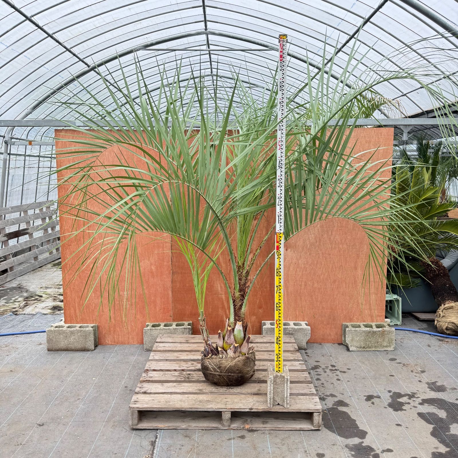 お庭がリゾートに🌴ココスヤシ双子【幹太70cm／葉先200cm】シルバー