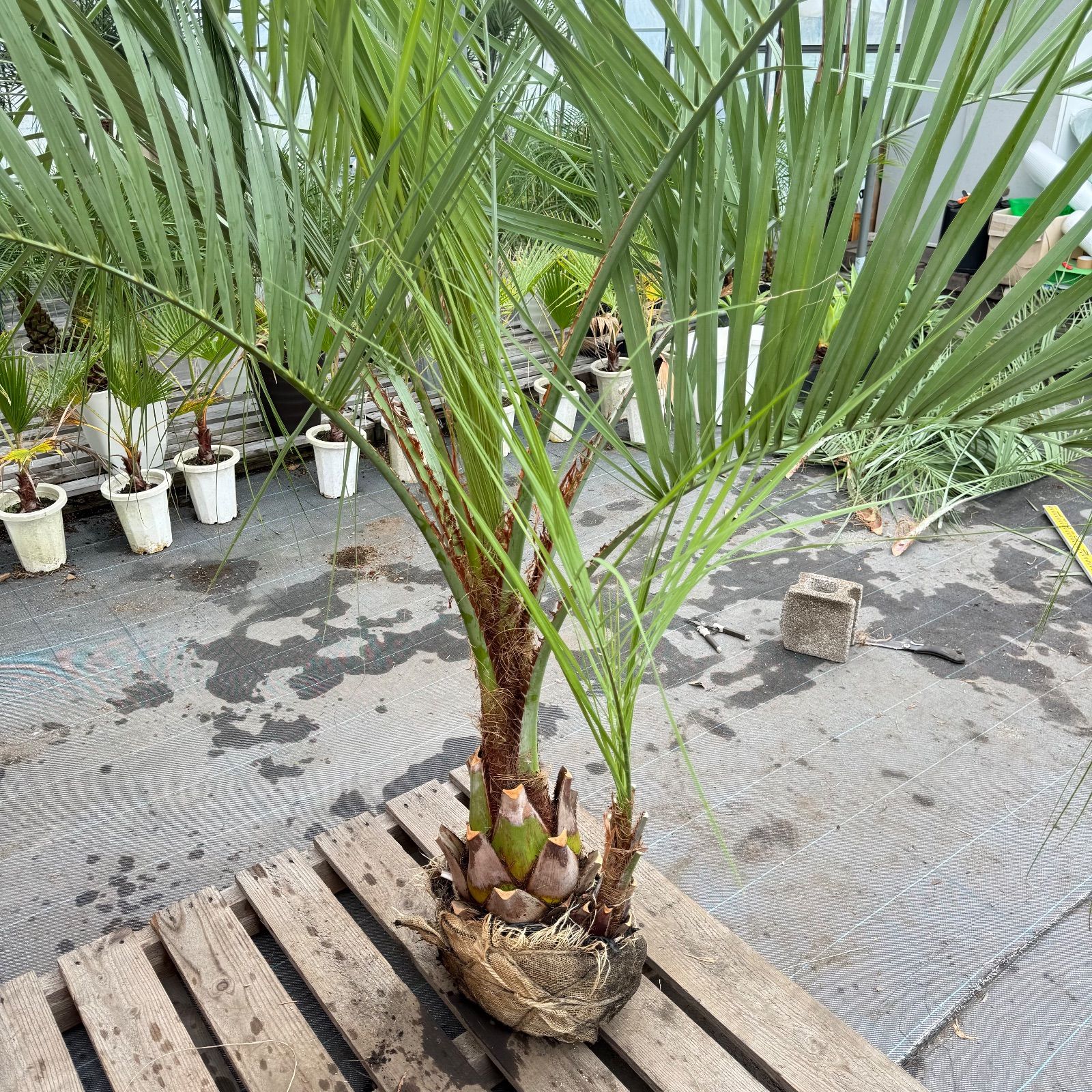 お庭がリゾートに🌴ココスヤシ双子【幹太70cm／葉先200cm】シルバー