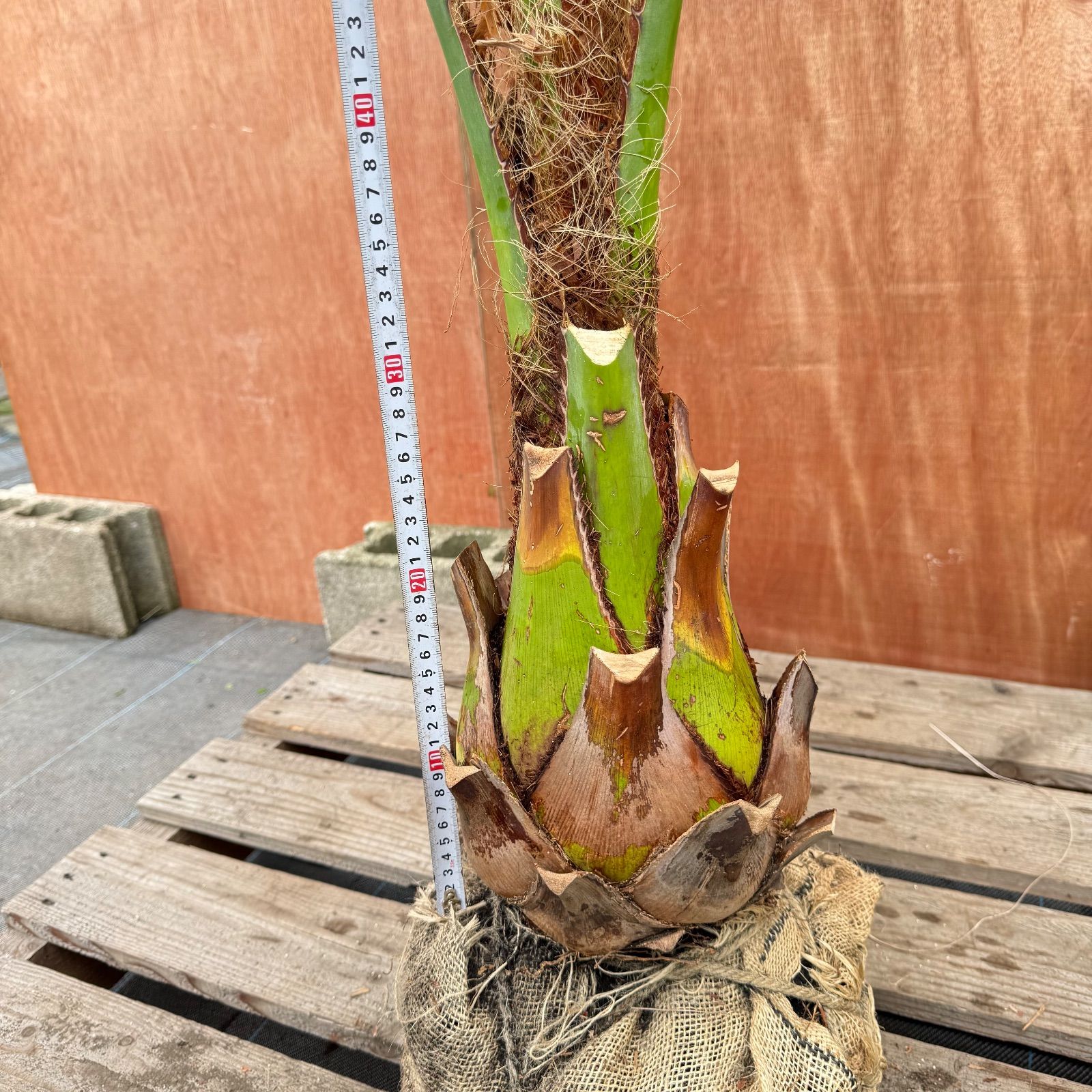 お庭がリゾートにココスヤシ【幹太60cm／葉先200cm】シルバーリーフ