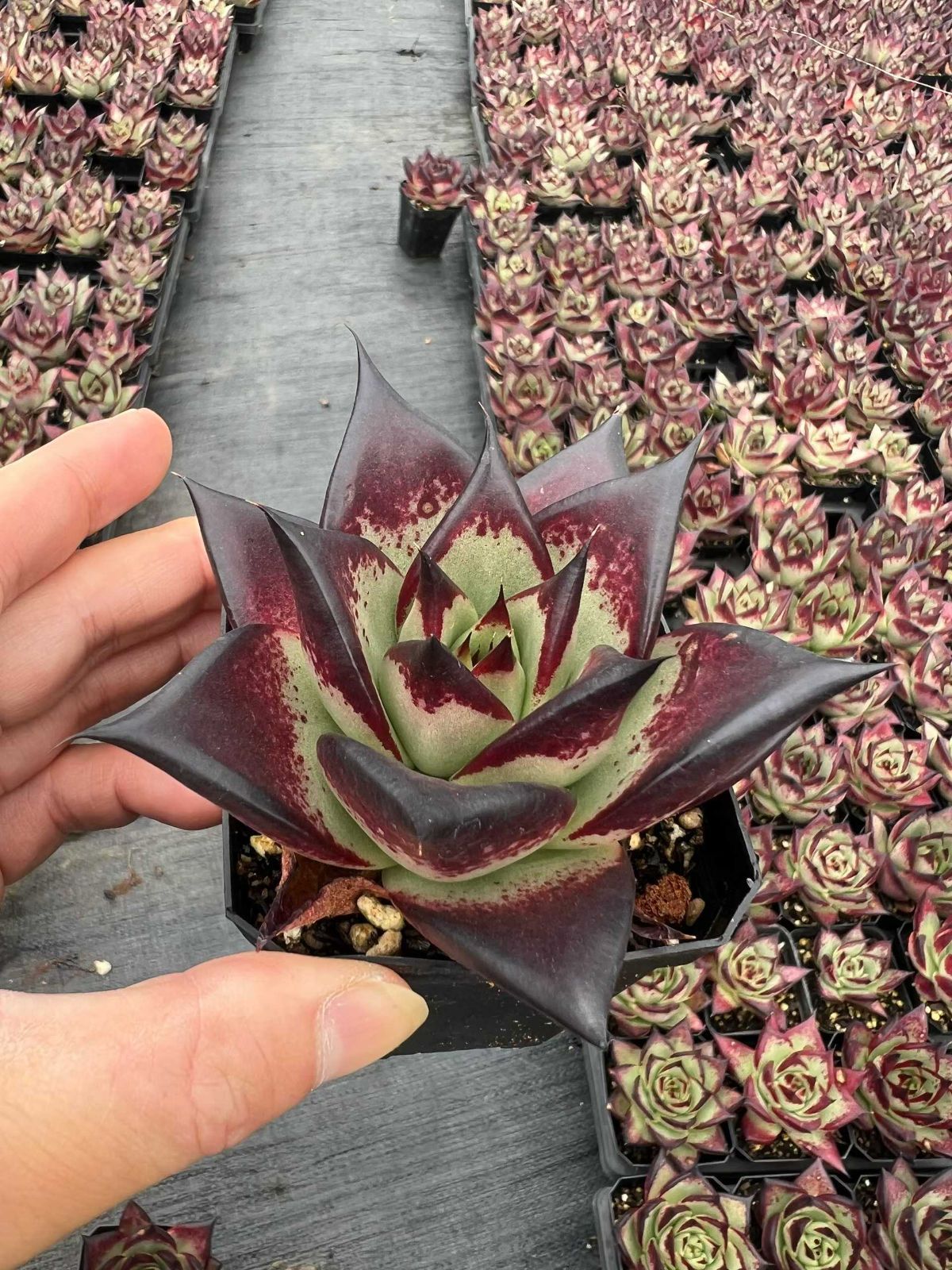 多肉植物　エボニー　韓国苗 レッドエボニースーパークローン 多肉植物 韓国苗 抜き苗 多肉植物