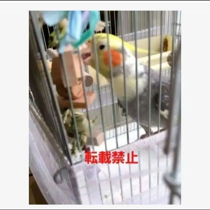 t157 中型 インコ オオム カジカジ、ガジガジおもちゃセット かじり木