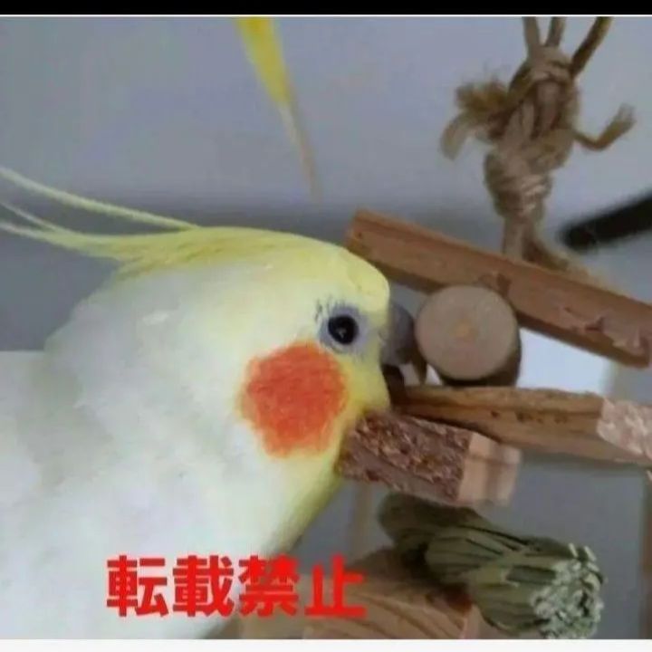 145 中型 インコ オオム カジカジ、ガジガジおもちゃセット かじり木