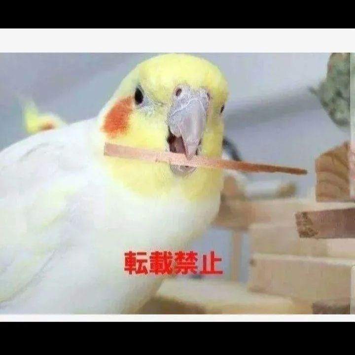 t157 中型 インコ オオム カジカジ、ガジガジおもちゃセット かじり木