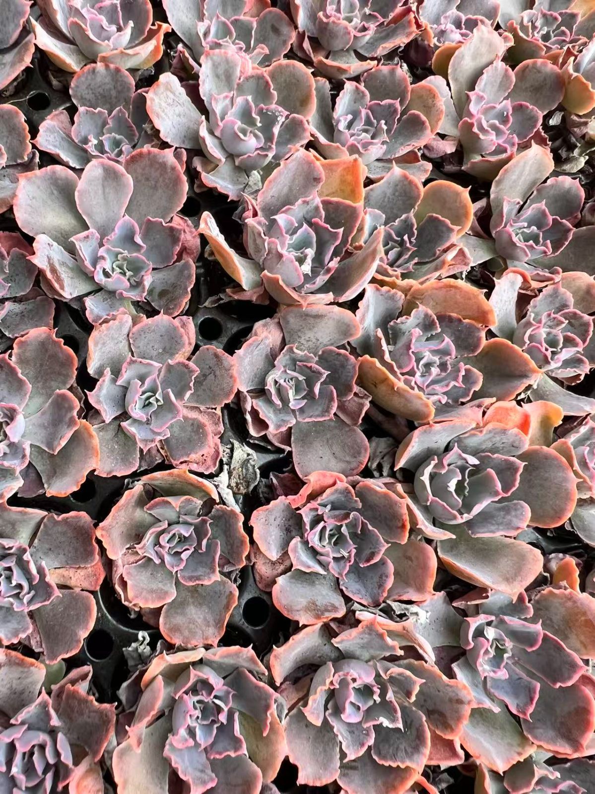 ガ*M様 花火 O107×105苗 土付き 多肉植物 詰め合わせ エケベリア ガ*M様 花火 O107×105苗 土付き 多肉植物 詰め合わせ エケベリア ガ*M