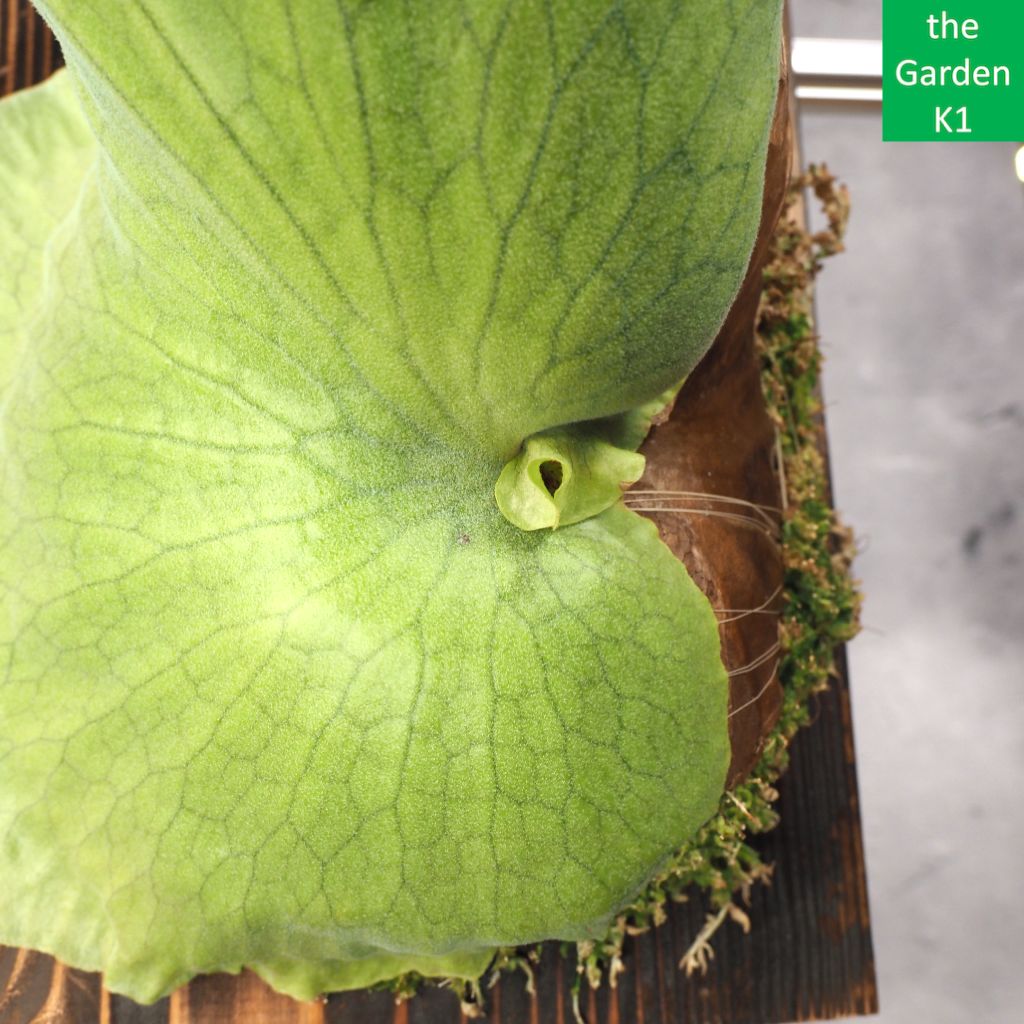 ビカクシダ グランデ 板付け G 20001 コウモリラン