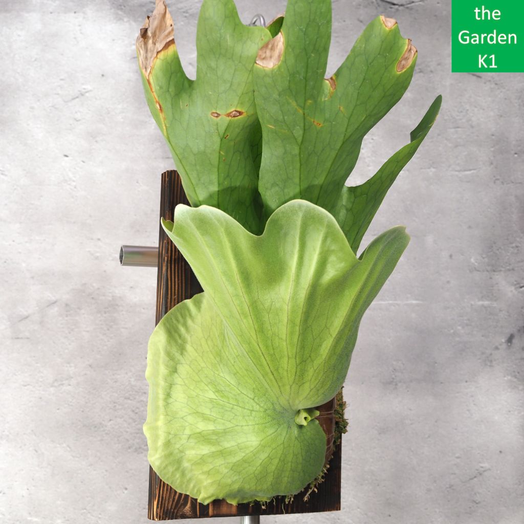 ビカクシダ グランデ 板付け G 20001 コウモリラン