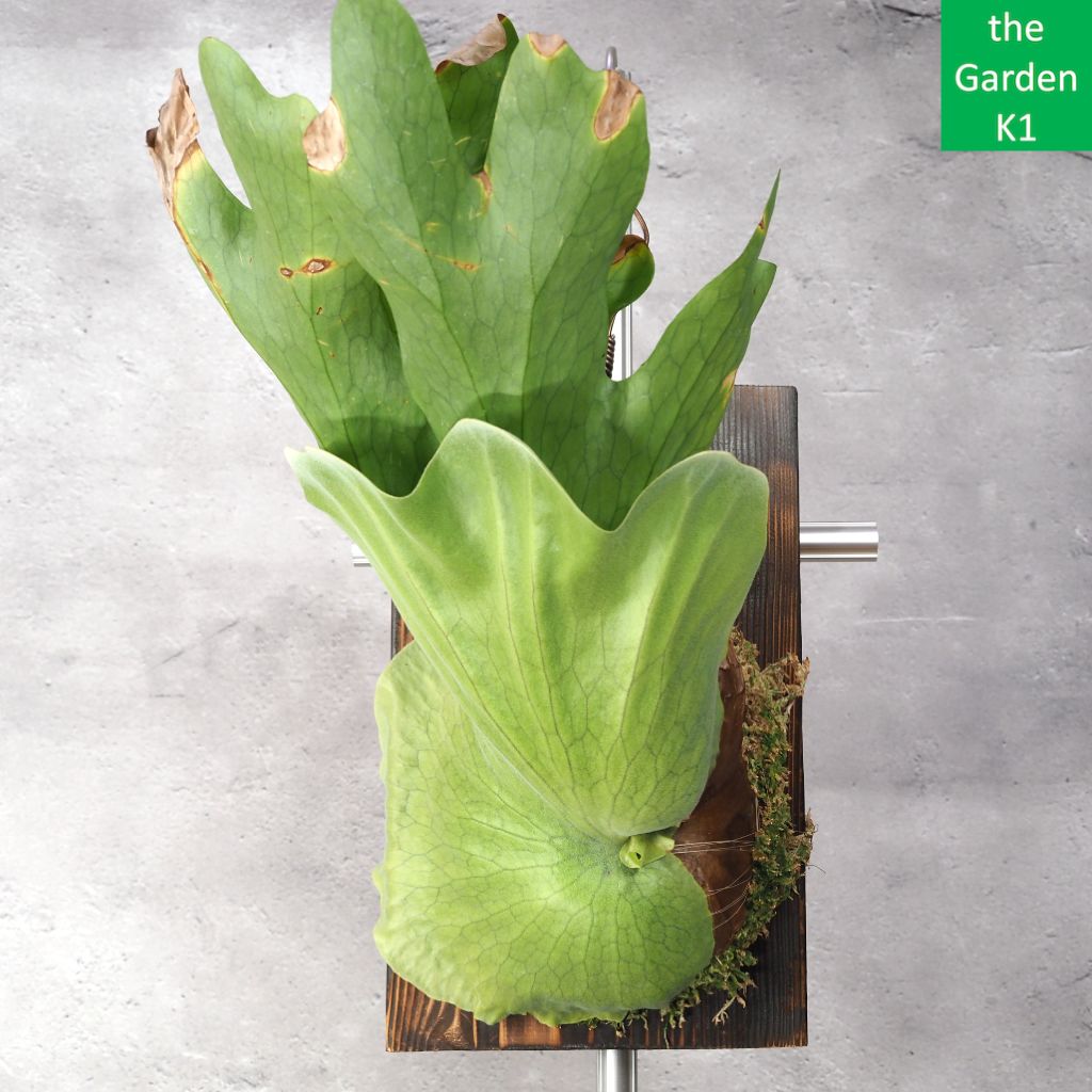 ビカクシダ グランデ 板付け G 20001 コウモリラン