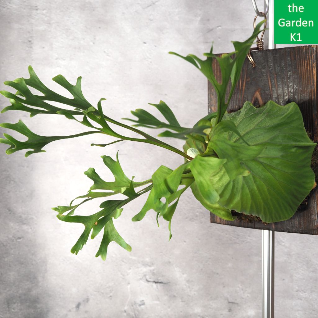 ③ビカクシダ・リドレイ シンフォーム 細葉 板付け ビカクシダ