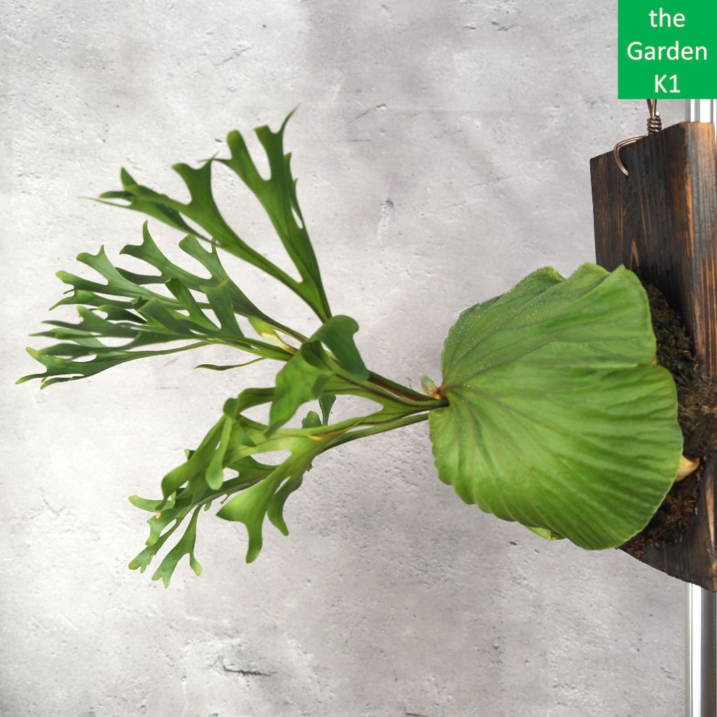 ビカクシダ リドレイ 板付け R 20035 コウモリラン