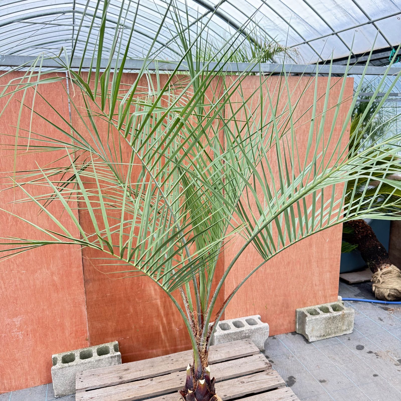 お庭がリゾートに🌴ココスヤシ【幹太50cm／葉先190cm】シルバーリーフ