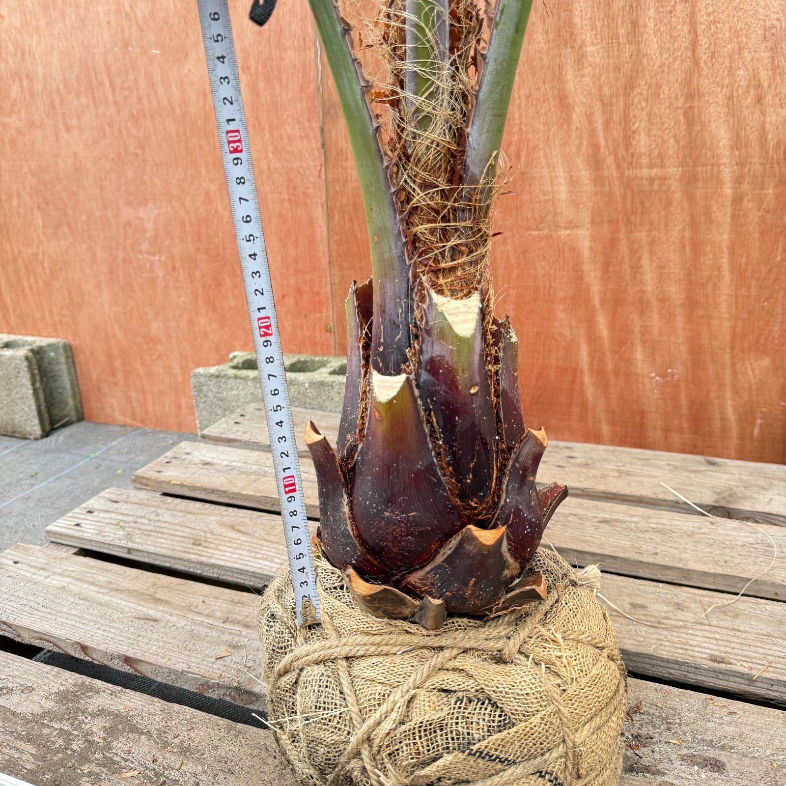 お庭がリゾートに🌴ココスヤシ【幹太50cm／葉先190cm】シルバーリーフ