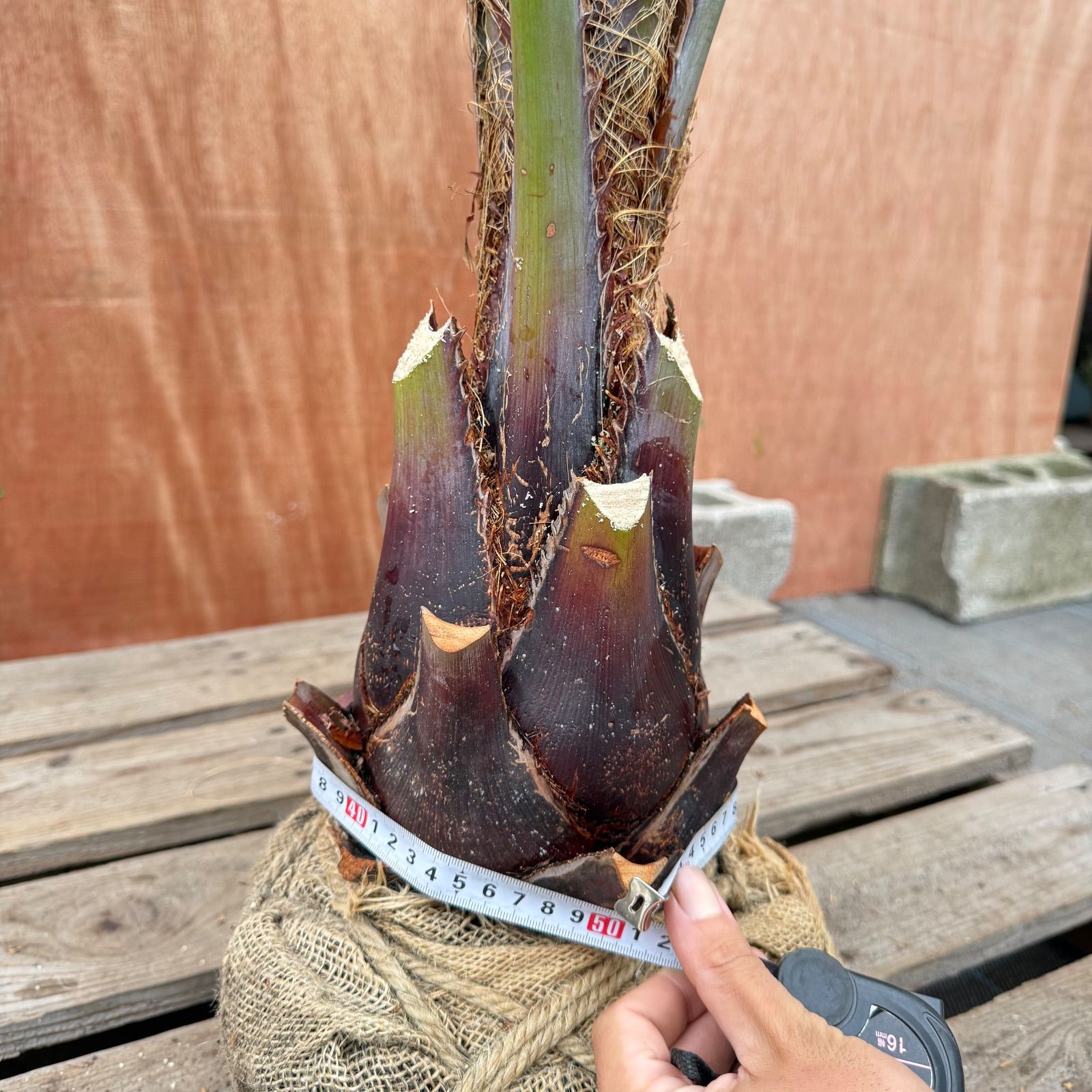 お庭がリゾートに🌴ココスヤシ【幹太50cm／葉先190cm】シルバーリーフ