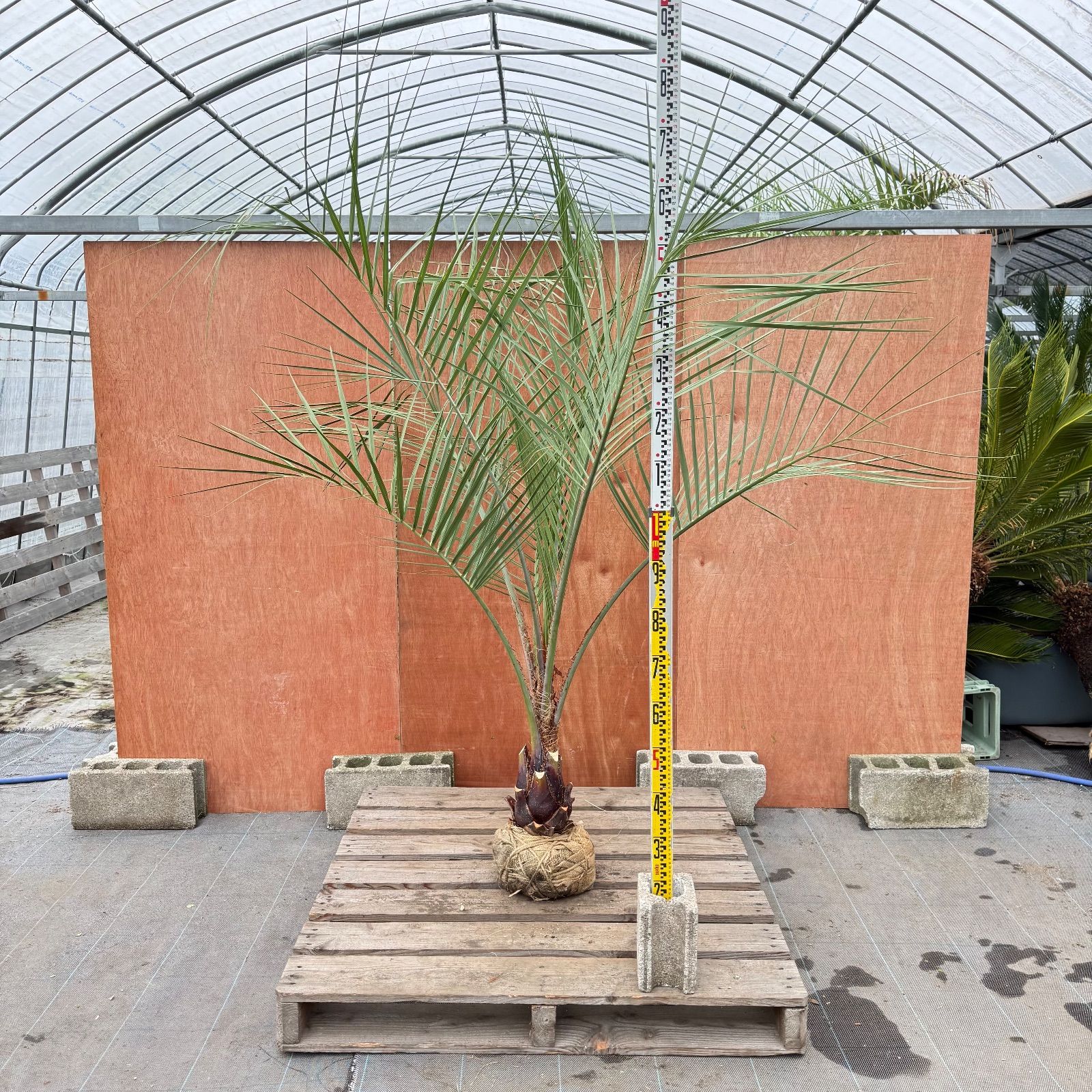 お庭がリゾートに🌴ココスヤシ【幹太50cm／葉先190cm】シルバーリーフ