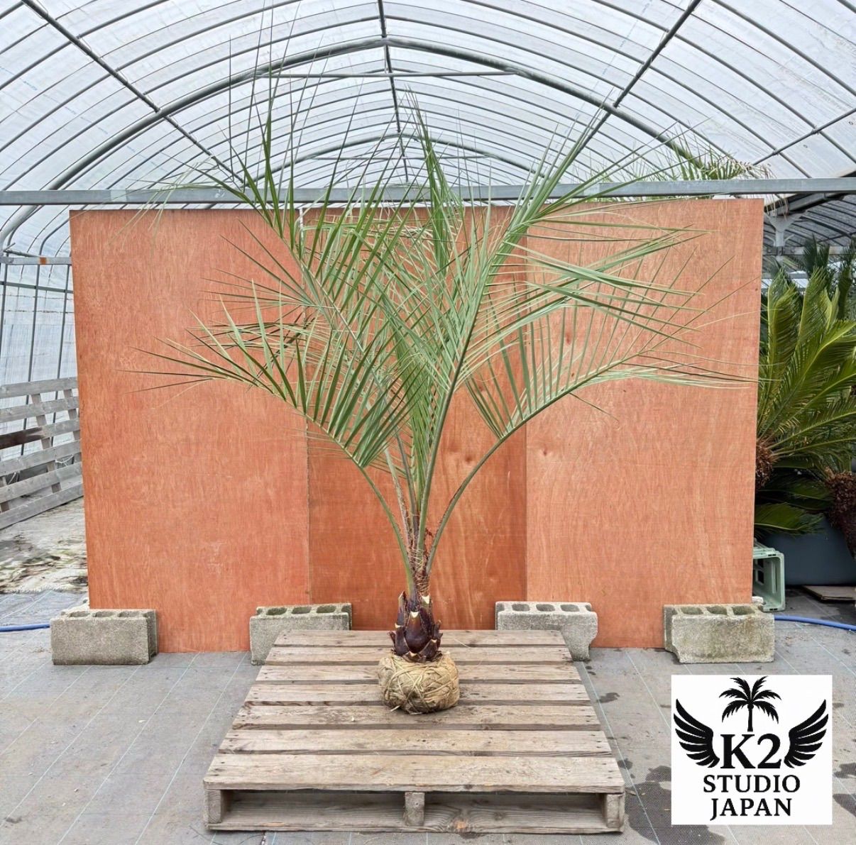 お庭がリゾートに🌴ココスヤシ【幹太50cm／葉先190cm】シルバーリーフ