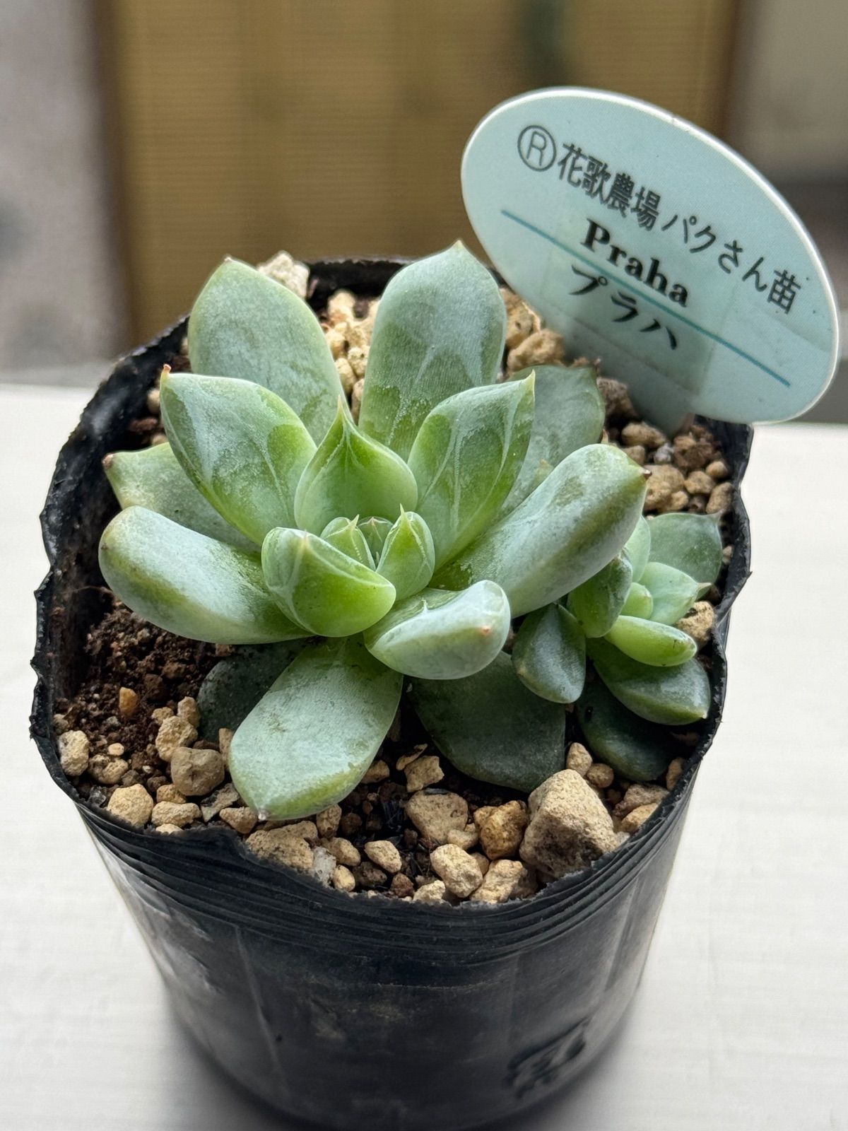 超希少 P.K.S.F Pさん苗 命名株 2個セット 札付き 多肉植物 超