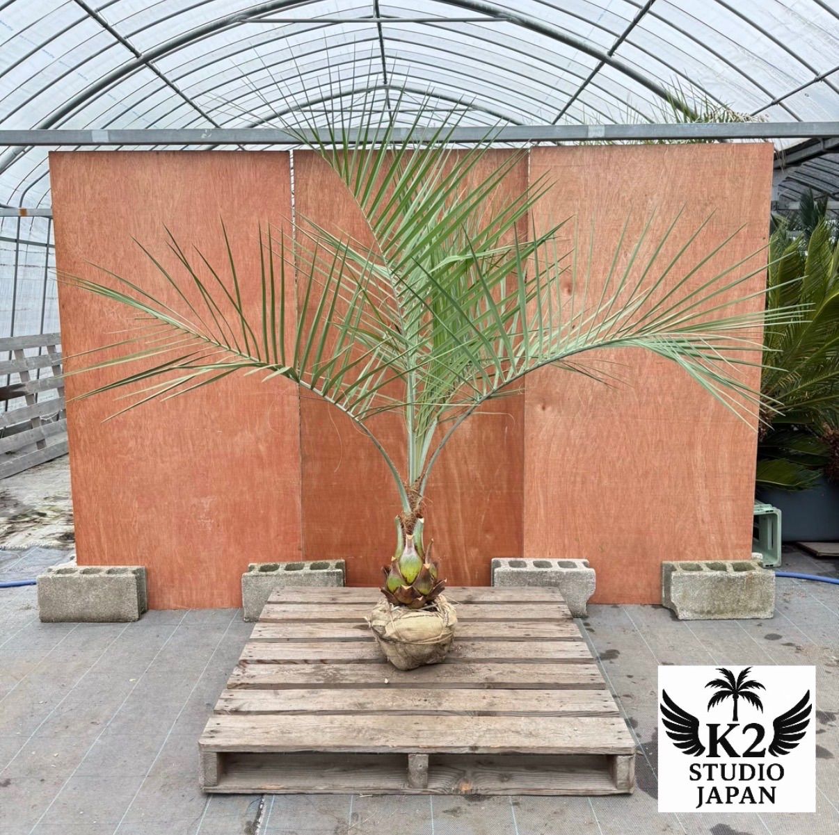 お庭がリゾートに🌴ココスヤシ【幹太180cm／葉先180cm】シルバーリーフ