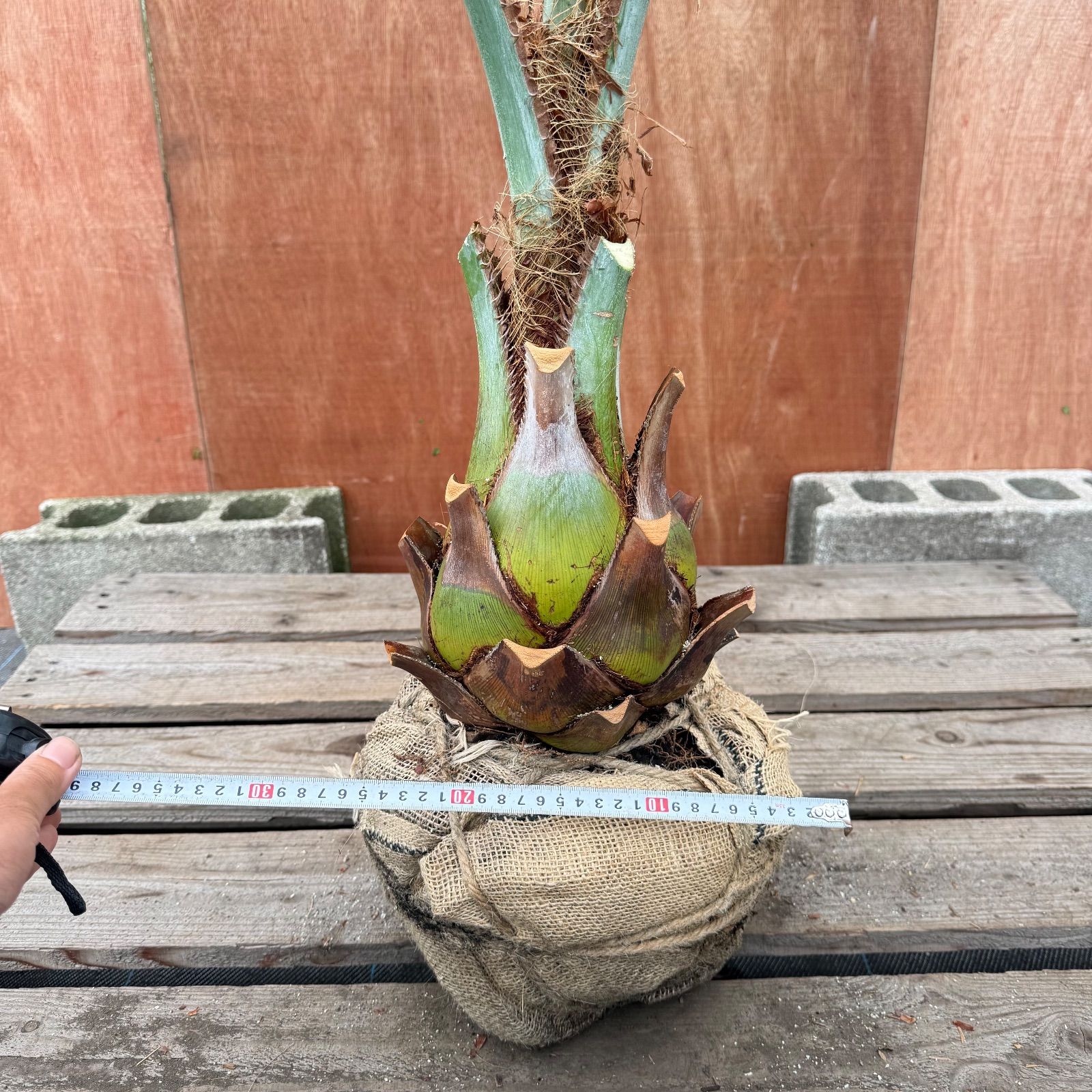 お庭がリゾートに🌴ココスヤシ【幹太180cm／葉先180cm】シルバーリーフ