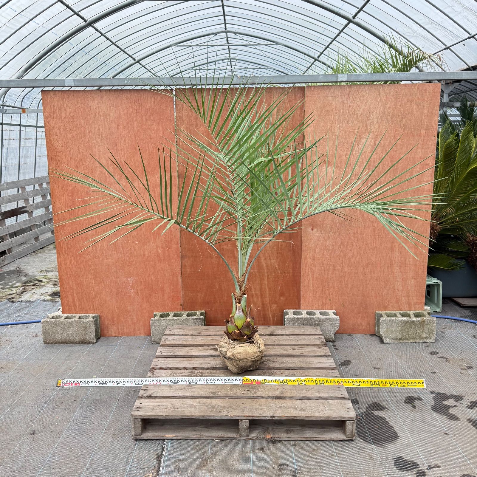 お庭がリゾートに🌴ココスヤシ【幹太180cm／葉先180cm】シルバーリーフ