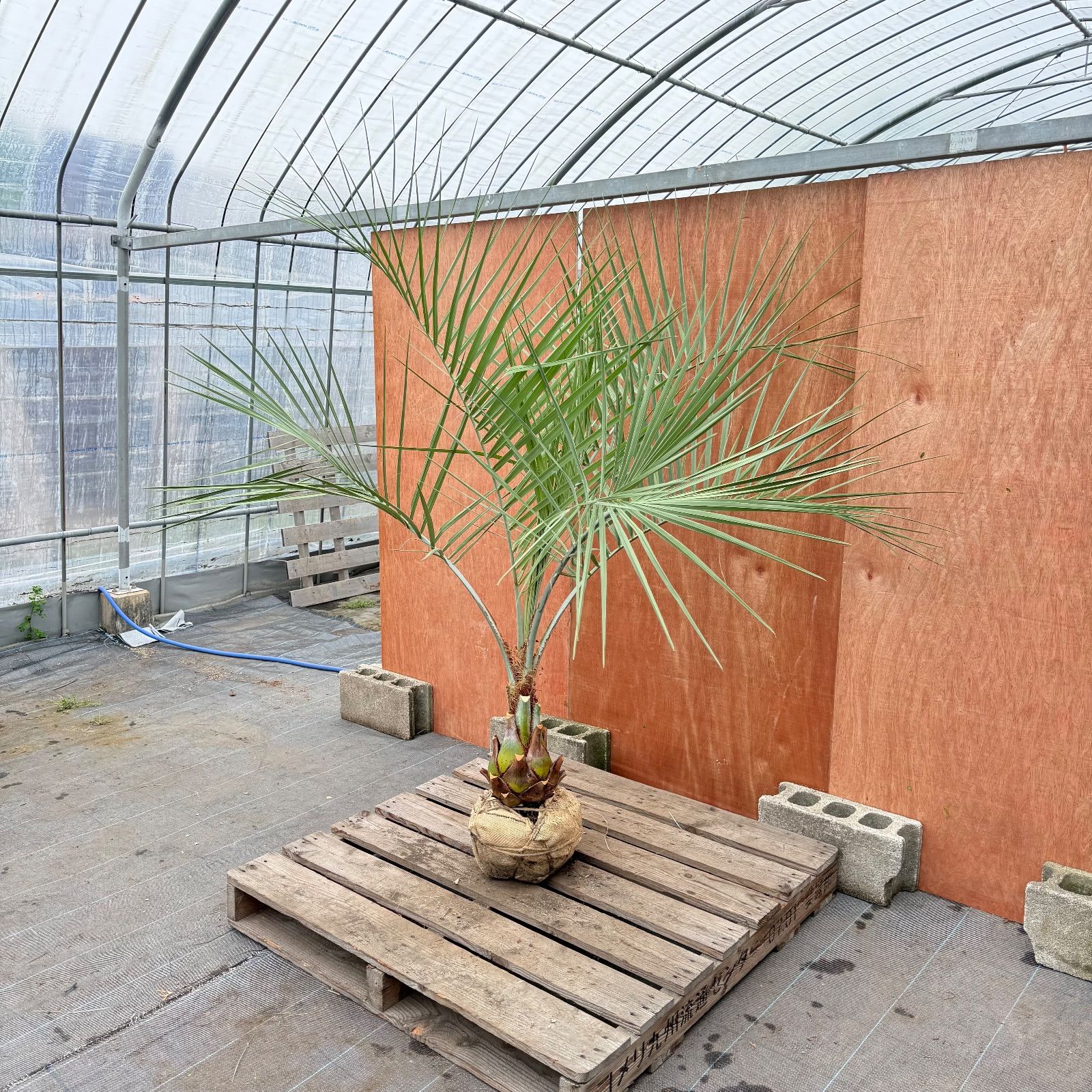 お庭がリゾートに🌴ココスヤシ【幹太180cm／葉先180cm】シルバーリーフ