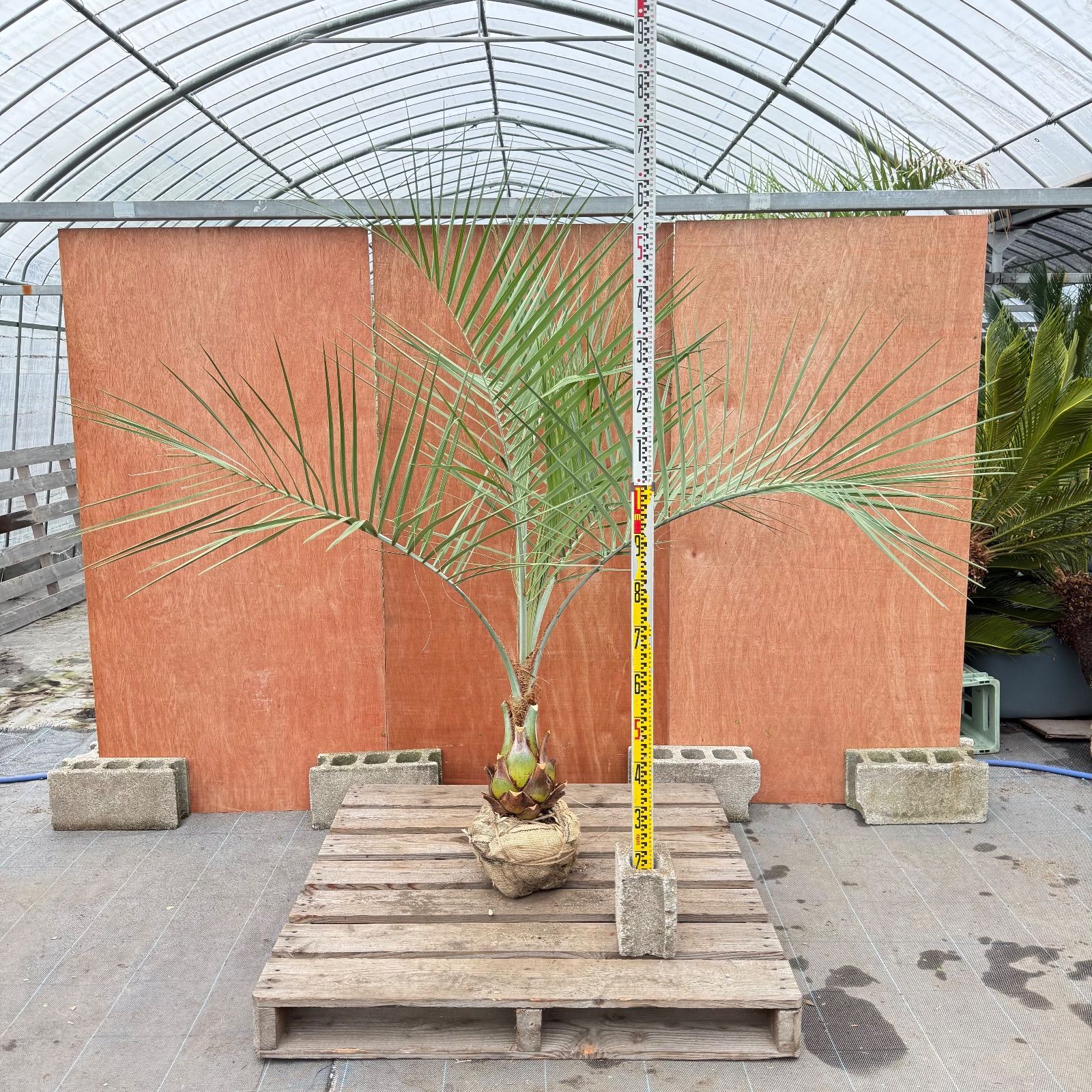 お庭がリゾートに🌴ココスヤシ【幹太180cm／葉先180cm】シルバーリーフ