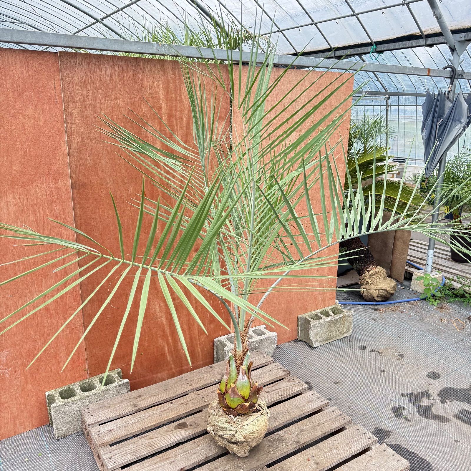 お庭がリゾートに🌴ココスヤシ【幹太180cm／葉先180cm】シルバーリーフ