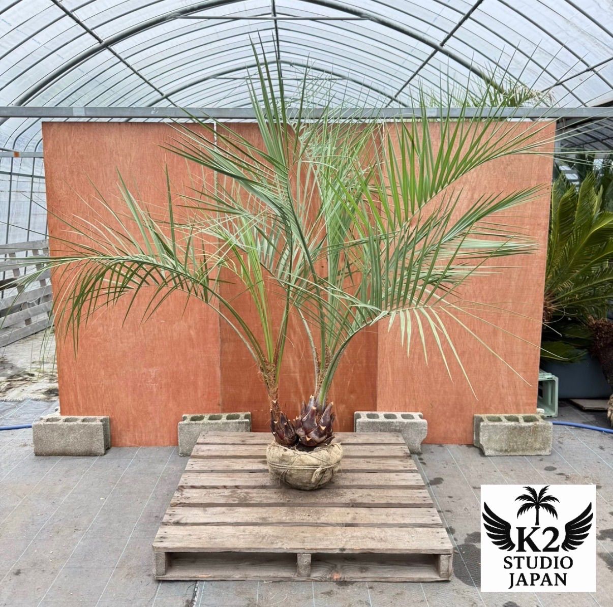 お庭がリゾートに🌴ココスヤシ双子【幹太60cm／葉先190cm】シルバー