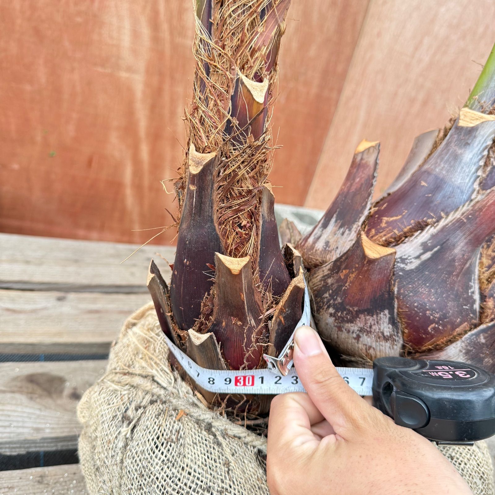 s*e様 ココスヤシシルバーリーフ【双子極太】葉先160cm幹回り60cm 幹高 ココスヤシシルバーリーフ【極太】葉先190cm幹回り60cm 幹高30cm