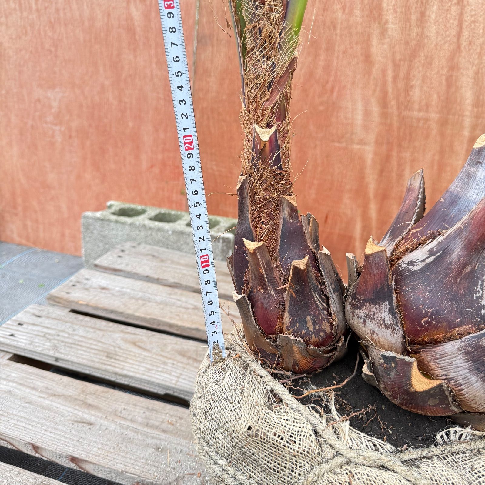 ゆ*ん様 ココスヤシシルバーリーフ【双子極太】葉先150cm幹回り60cm 幹