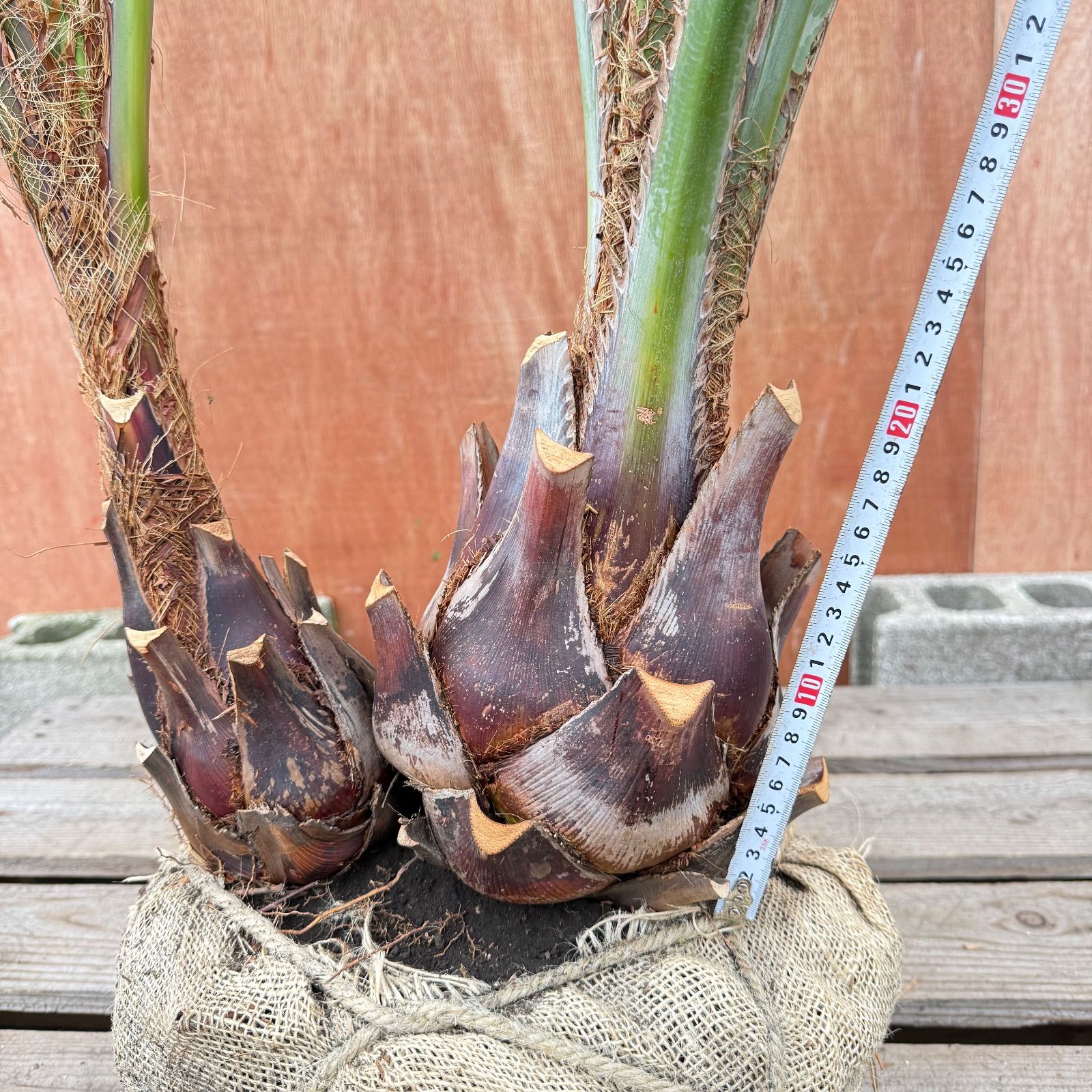 R*0様 ココスヤシシルバーリーフ【双子極太】葉先190cm幹回り70cm 幹高