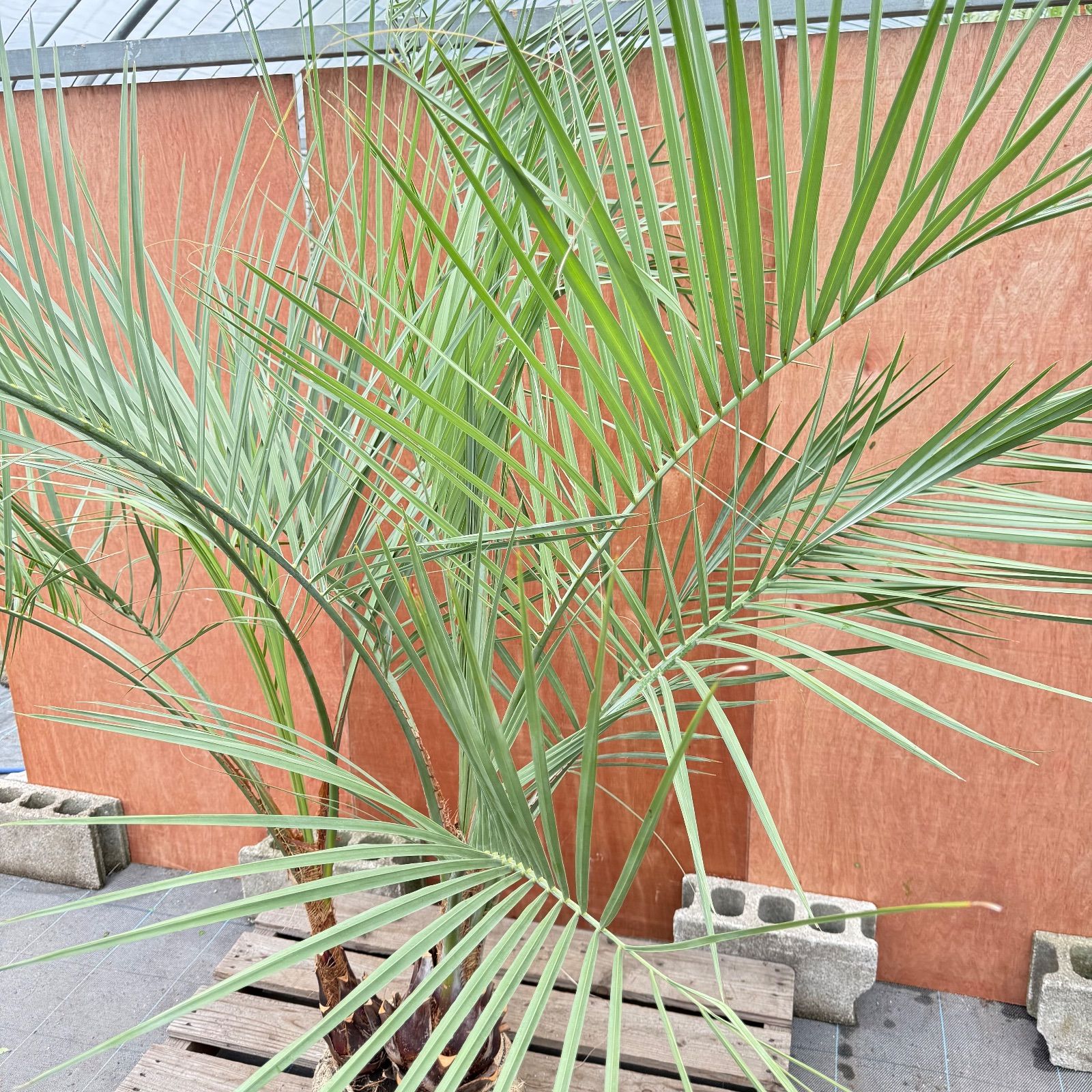 ココスヤシ　双子　【3本立】葉先130cm 幹回り45cm 幹高15cm 【8】 ココスヤシ 双子 【3本立】葉先130cm 幹回り45cm 幹高15cm 【8】