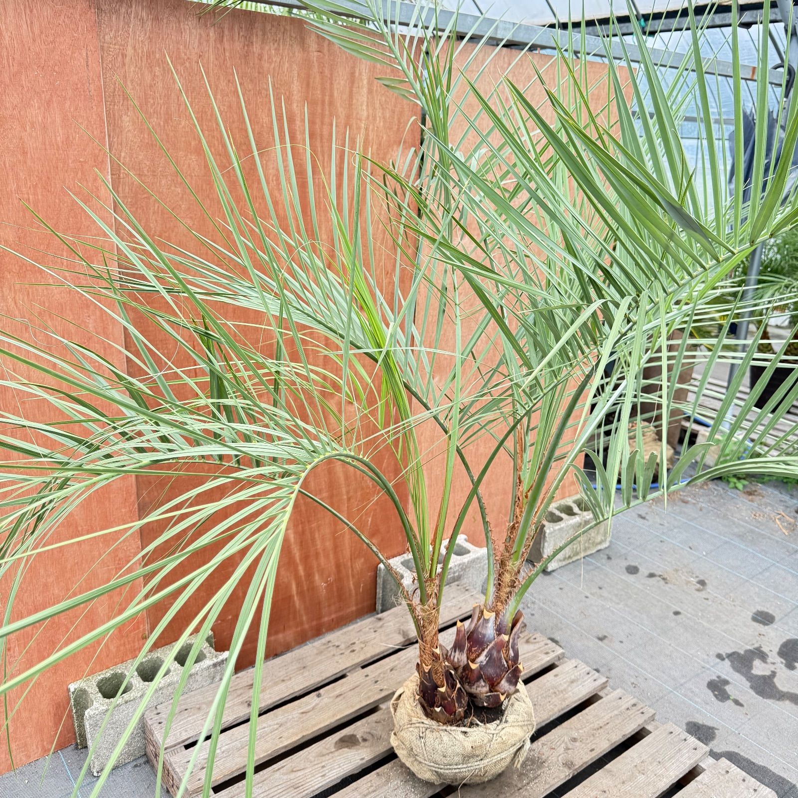 ゆ*ん様 ココスヤシシルバーリーフ【双子極太】葉先150cm幹回り60cm 幹