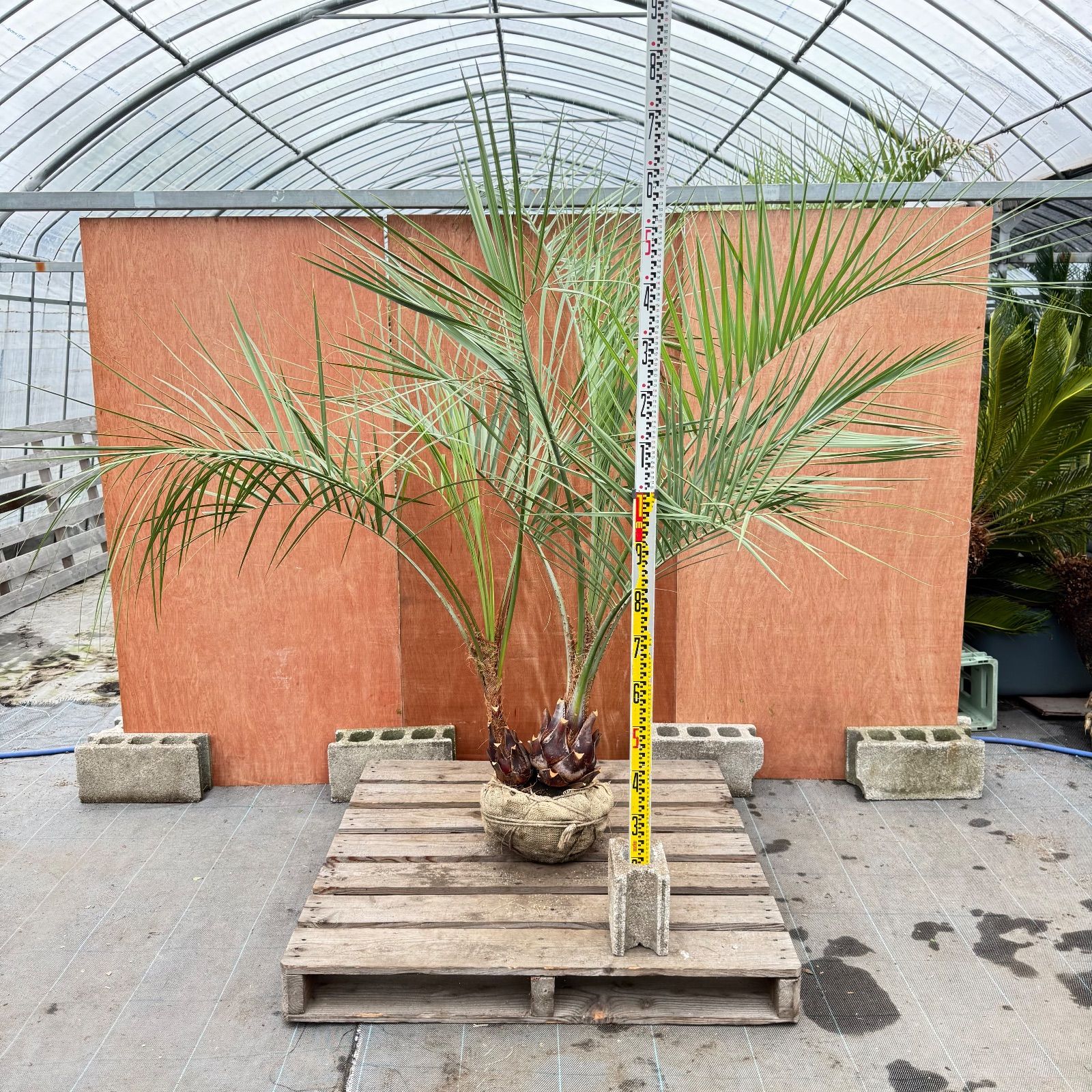 お庭がリゾートに🌴ココスヤシ双子【幹太60cm／葉先190cm】シルバー