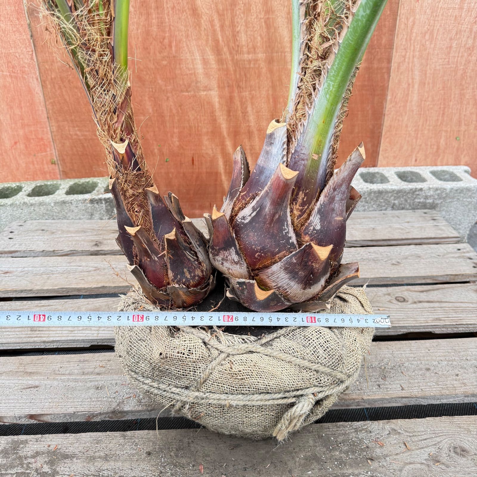 s*e様 ココスヤシシルバーリーフ【双子極太】葉先160cm幹回り60cm 幹高 s*e様 ココスヤシシルバーリーフ【双子極太】葉先160cm幹回り60cm 幹高