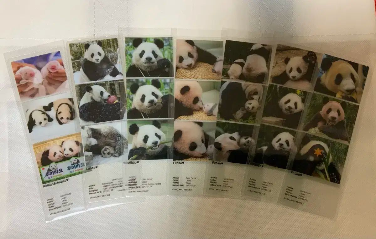 バオファミリー ポップアップ 3カット 写真 フォト 7種