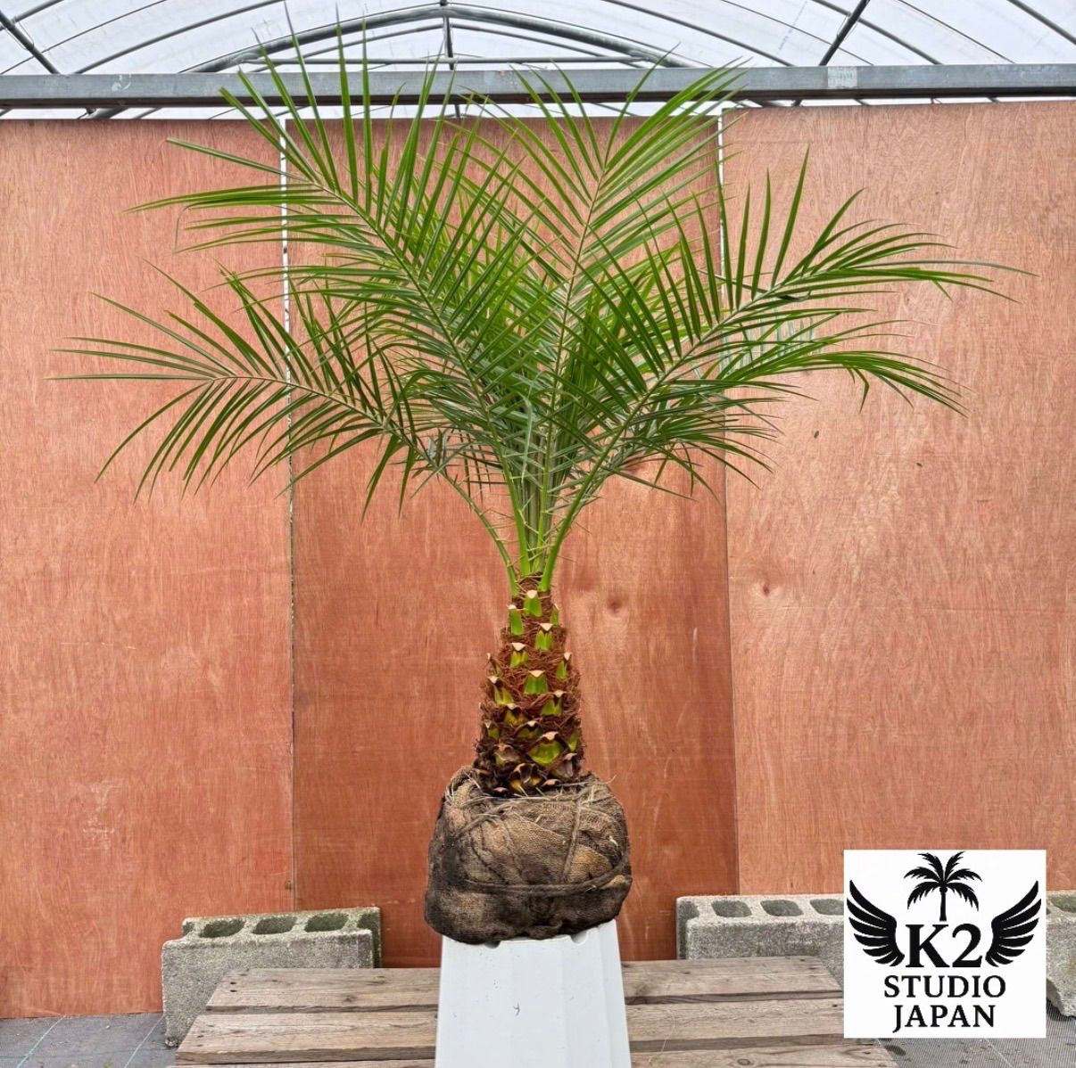 限定株】フェニックス・ロベレニー🌴 1本立ち 希少な極太幹✨ 葉先約