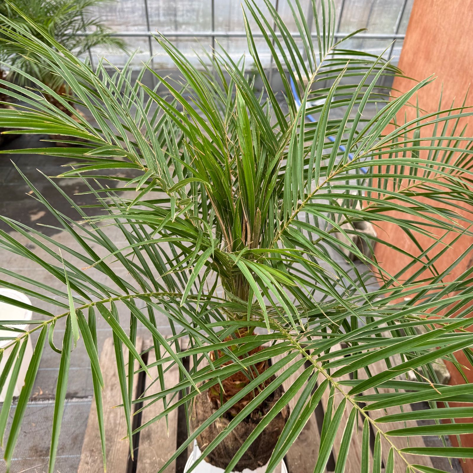 限定株】フェニックス・ロベレニー🌴 1本立ち 希少な極太幹✨ 葉先約