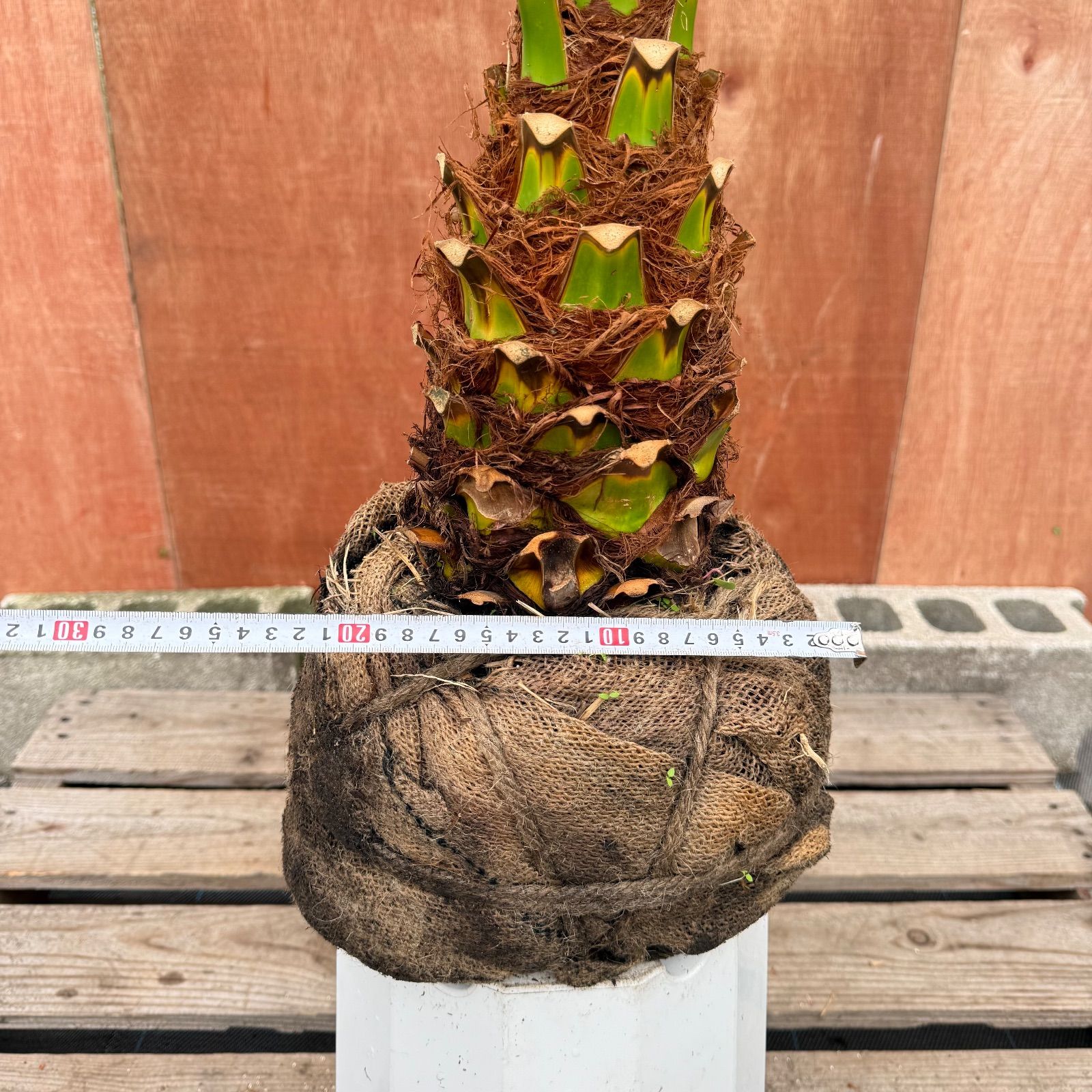 限定株】フェニックス・ロベレニー🌴 1本立ち 希少な極太幹✨ 葉先約