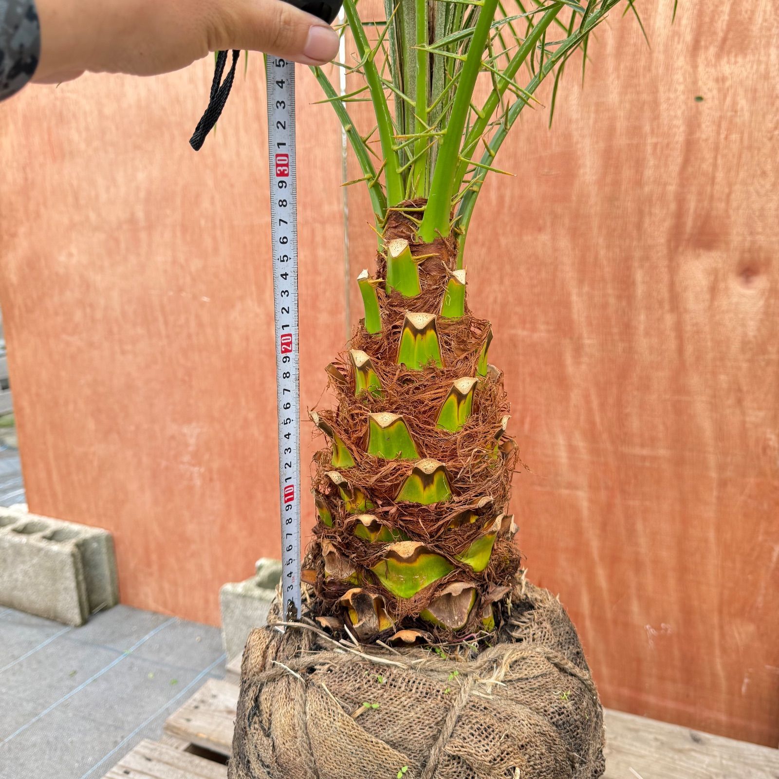 限定株】フェニックス・ロベレニー🌴 1本立ち 希少な極太幹✨ 葉先約