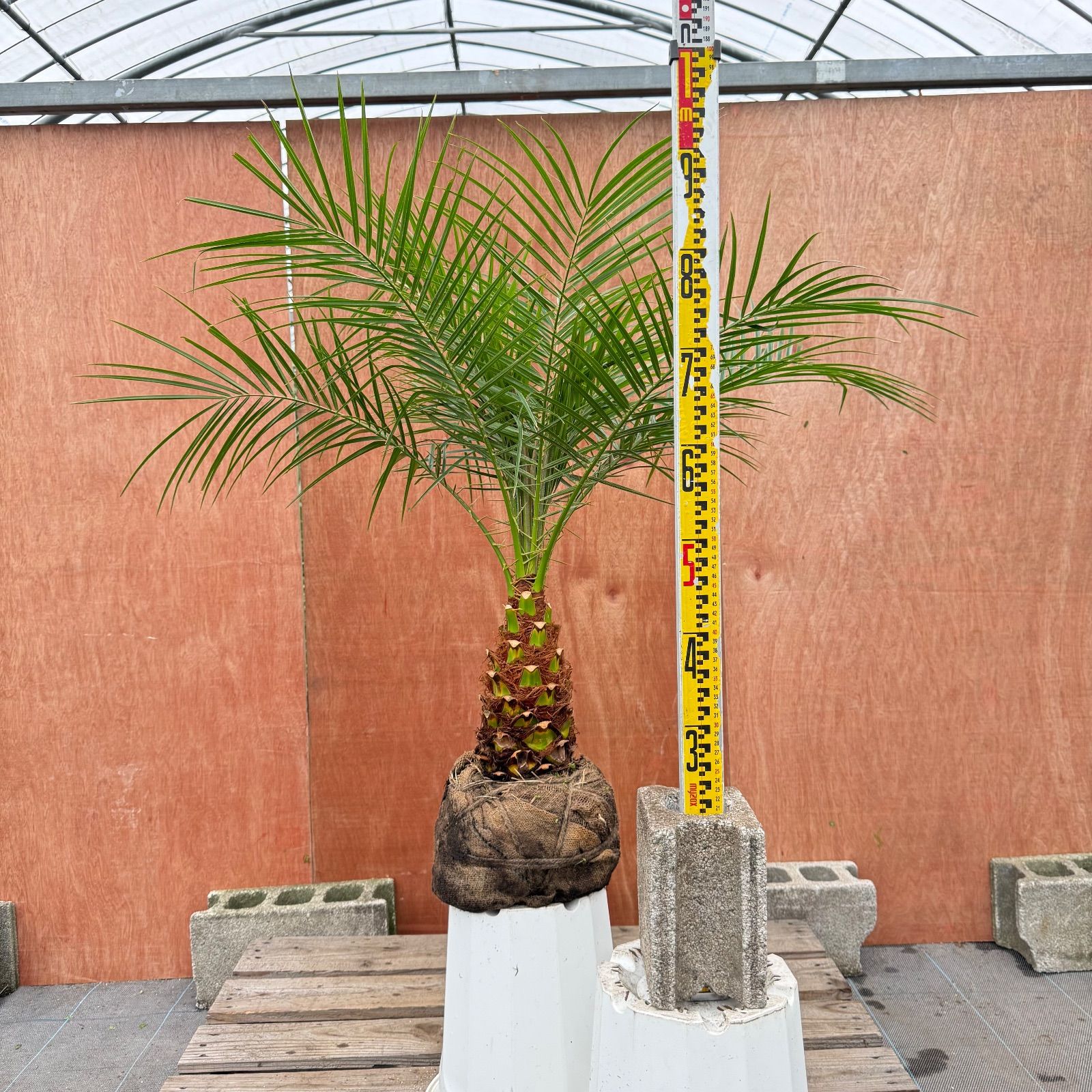 S*S様 フェニックス・ロベレニー 3本立ち 葉先100cm 希少株 S*S様 フェニックス・ロベレニー 3本立ち 葉先100cm 希少株 S*