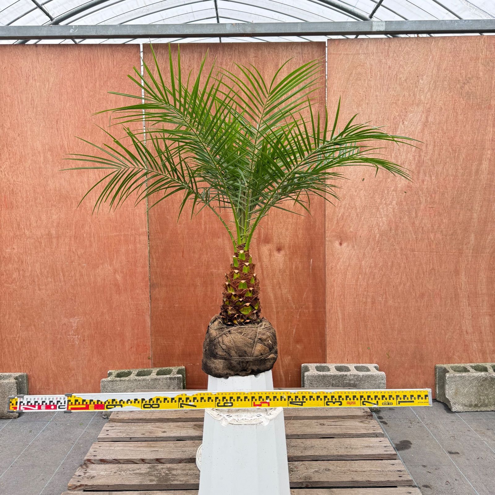 限定株】フェニックス・ロベレニー🌴 1本立ち 希少な極太幹✨ 葉先約