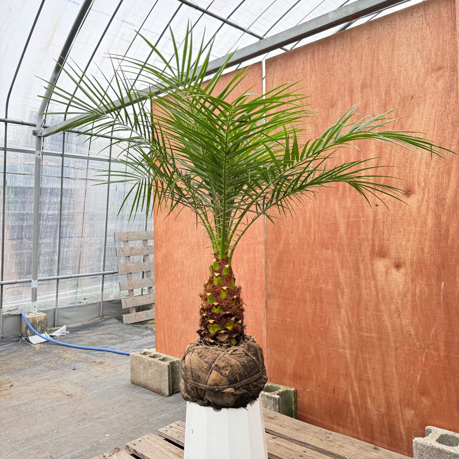 限定株】フェニックス・ロベレニー🌴 1本立ち 希少な極太幹✨ 葉先約