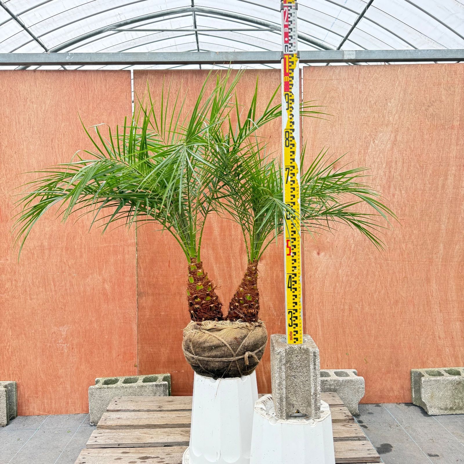 限定株】フェニックス・ロベレニー🌴 2本立ち 希少な極太幹✨ 葉先約