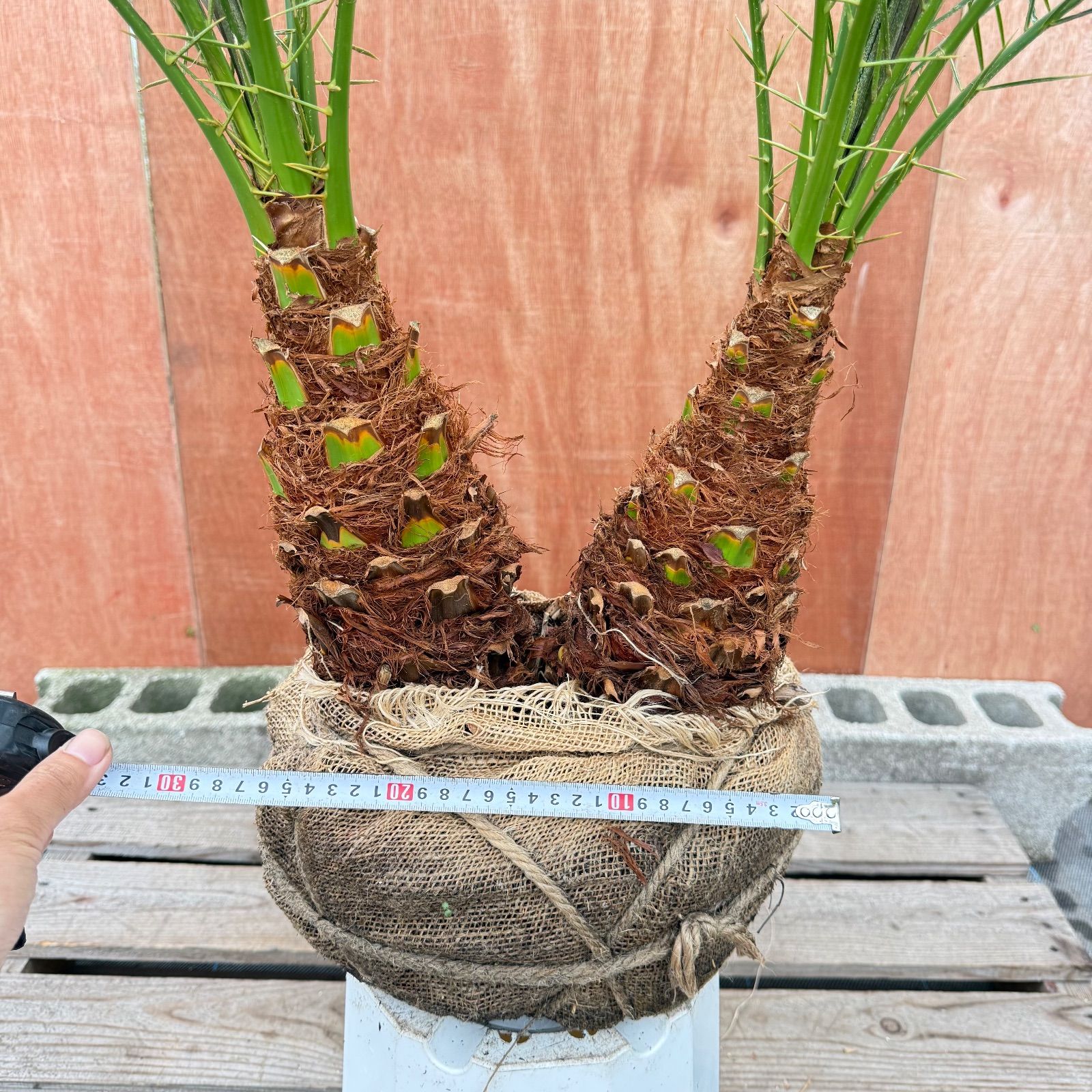 限定株】フェニックス・ロベレニー🌴 2本立ち 希少な極太幹✨ 葉先約