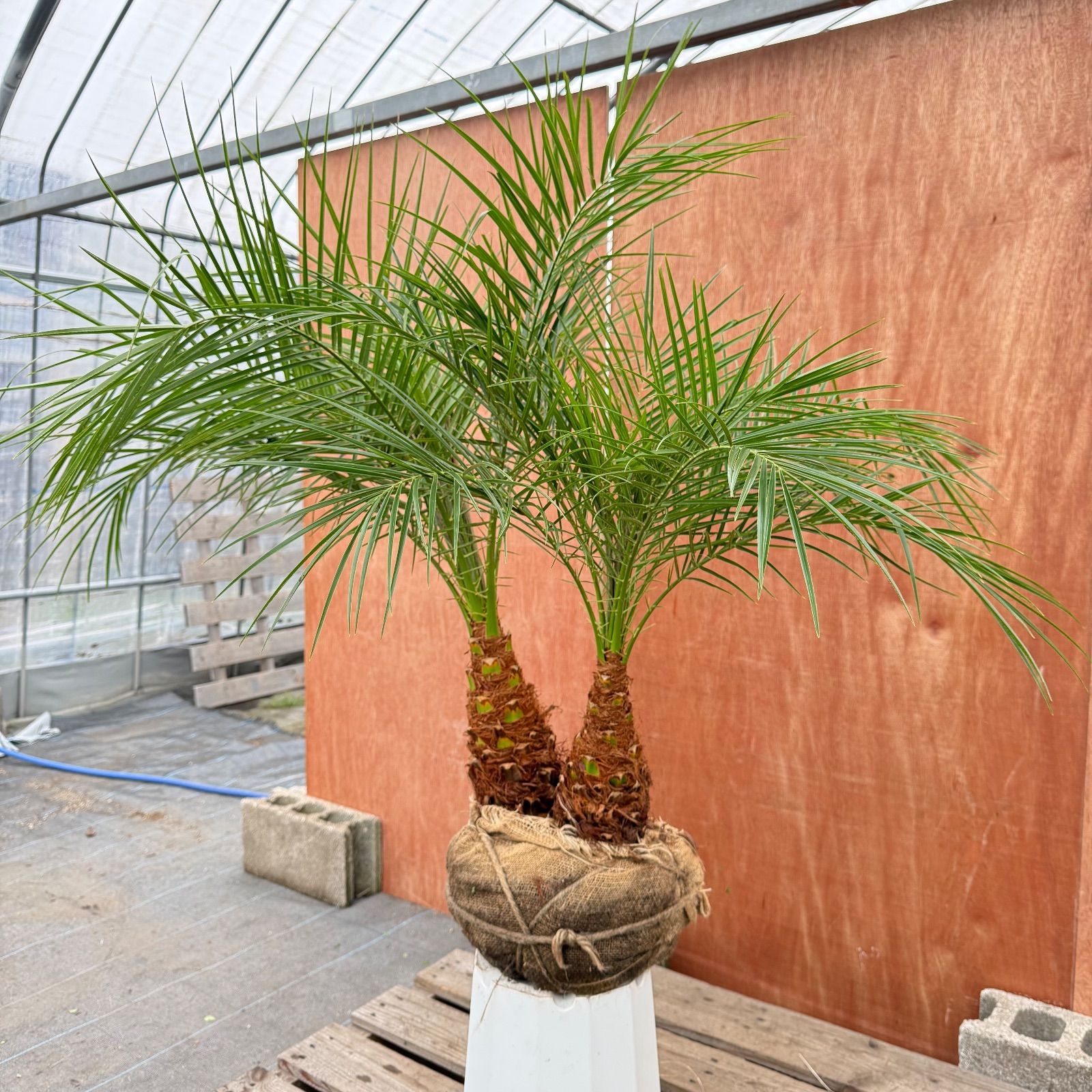 R*B様 フェニックス・ロベレニー 2本立ち 葉先100cm 希少株 R*B様 フェニックス・ロベレニー 2本立ち 葉先100cm 希少株 R*