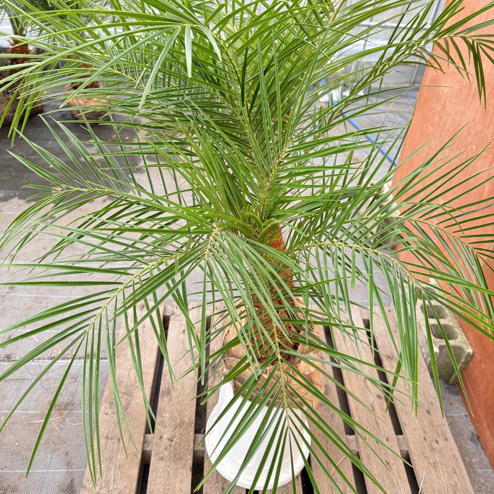 限定株】フェニックス・ロベレニー🌴 2本立ち 希少な極太幹✨ 葉先約