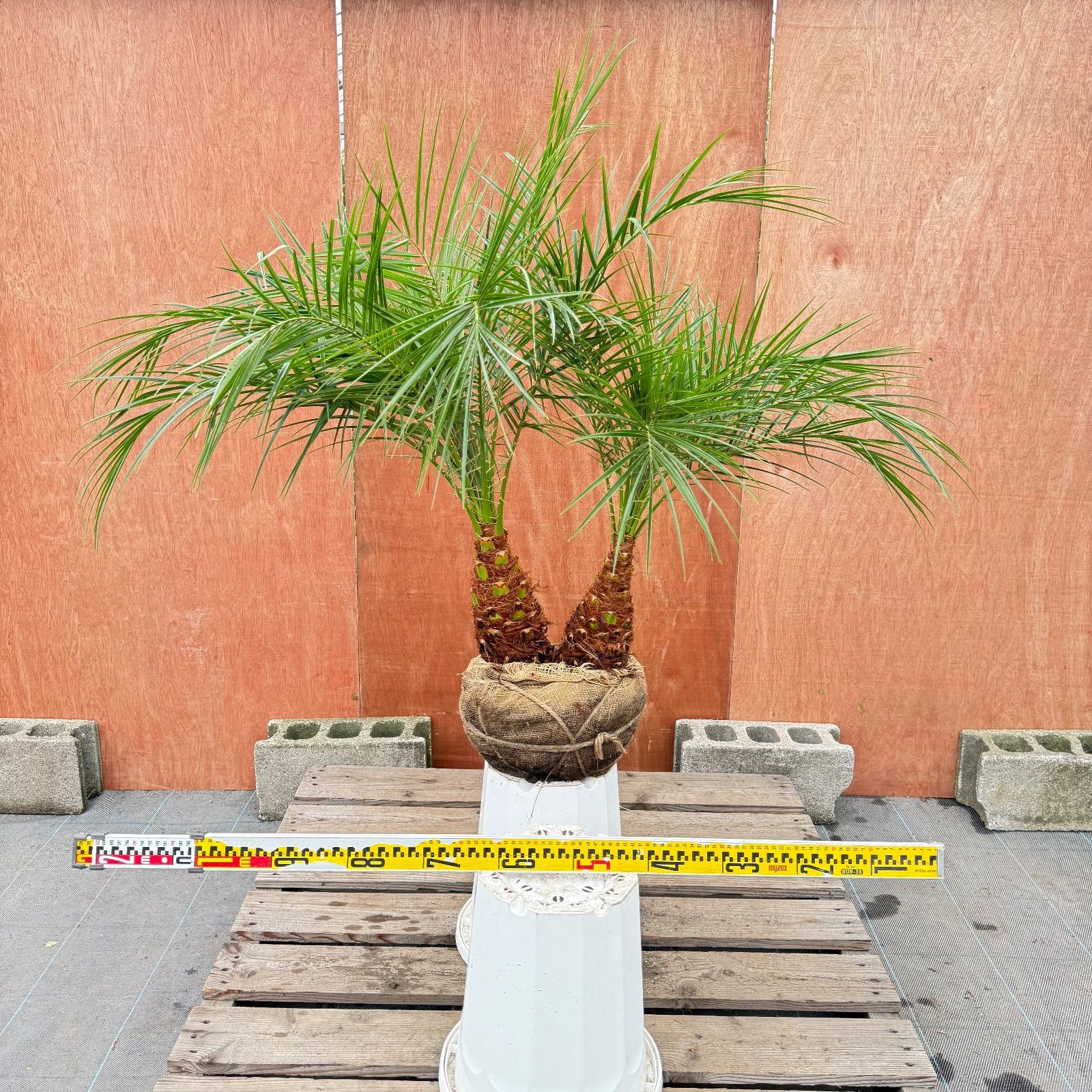 限定株】フェニックス・ロベレニー🌴 2本立ち 希少な極太幹✨ 葉先約